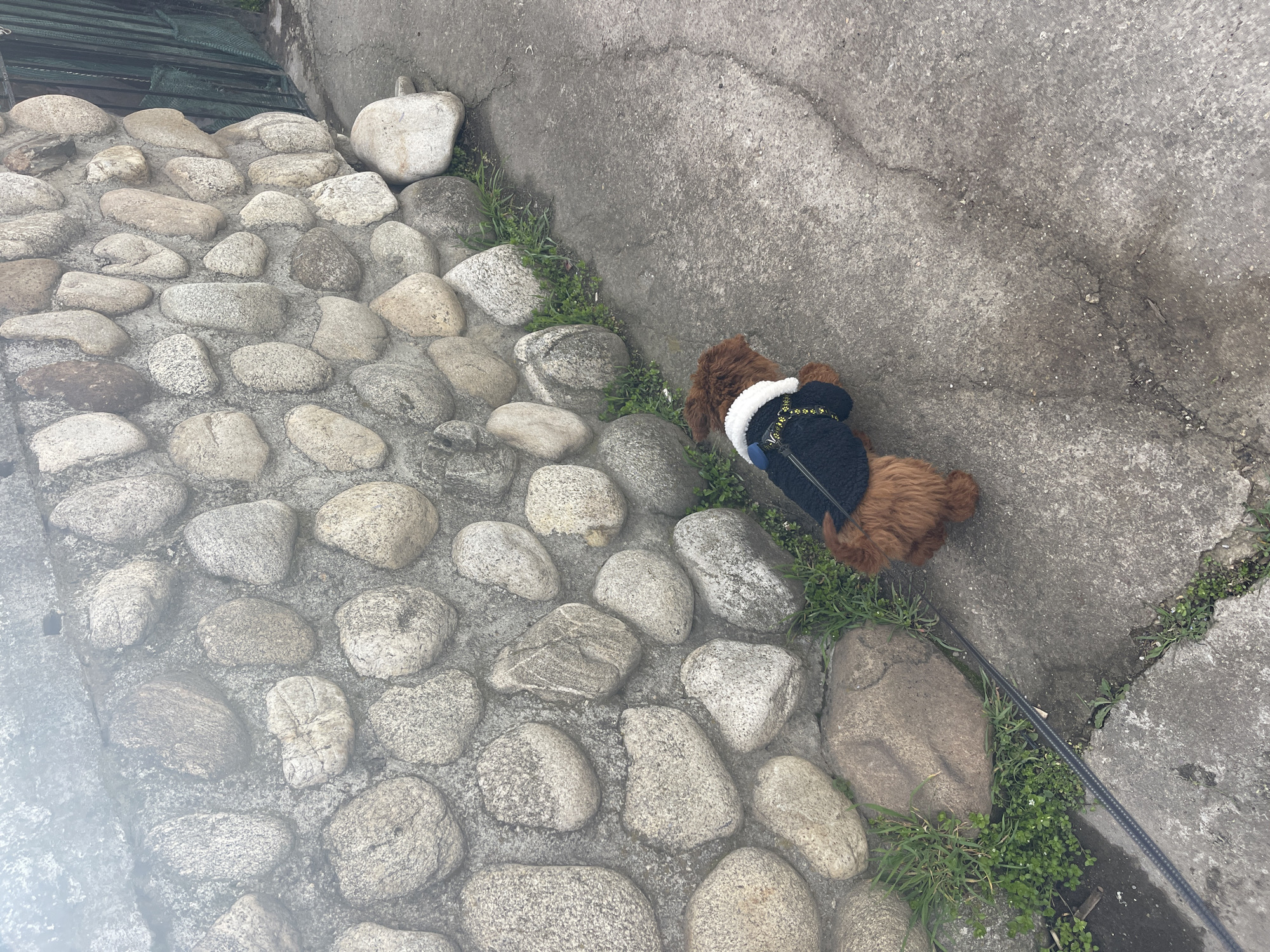 The image depicts a cobblestone path adjacent to a concrete wall. Patches of grass grow between the cobblestones and along the base of the wall. A medium-sized, brown dog wearing a black and white jacket stands on the cobblestones near the wall, its leash extending towards the bottom right corner of the frame. The setting appears to be an urban area. While a specific location in Sofia, Bulgaria cannot be determined from the visual content, the materials and style of construction are consistent with urban landscapes found in that region.