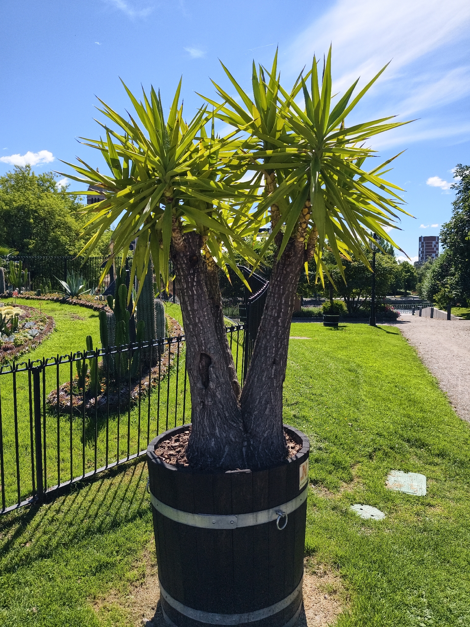 The image depicts a sunny day in a park, featuring a large potted yucca plant with two trunks in the foreground. The plant is in a dark, barrel-shaped planter with metal bands. Behind the yucca, a black metal fence encloses a garden area with various succulents and cacti. The park has a well-maintained green lawn and a gravel path to the right. In the background, trees line the park, and a modern building with a reddish-brown facade is visible in the distance, suggesting an urban setting. The sky is clear blue with a few wispy clouds. The park is located in Norrköping, Sweden, specifically in the open-air museum Himmelstalund.
