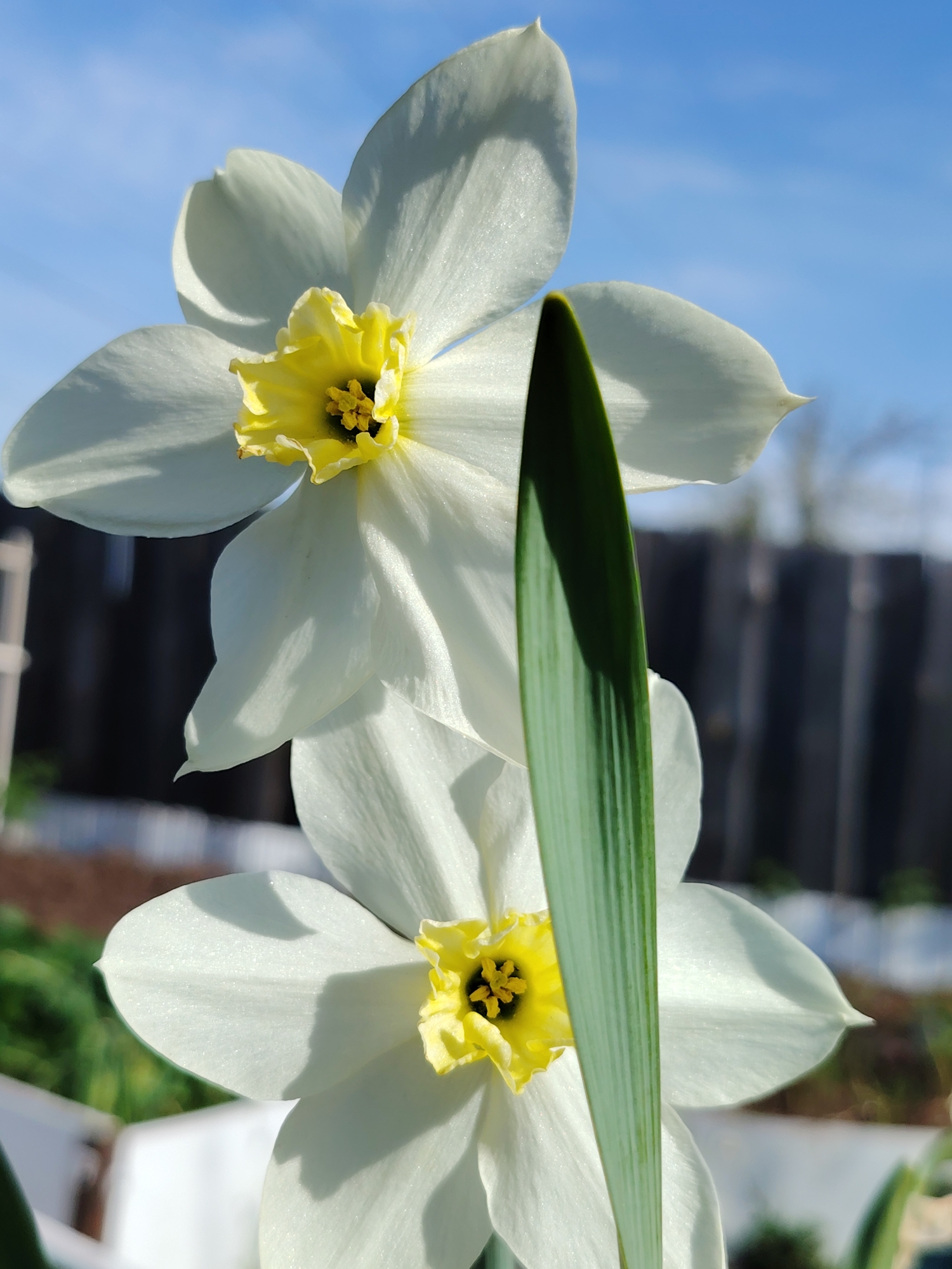 Two white daffodils with yellow centers and a long green leaf are in focus. The background includes a blue sky with some faint white clouds, a dark wooden fence, and green foliage. The location is unspecified, and there is no evidence to indicate the location is Chaikovsky, Russia.
