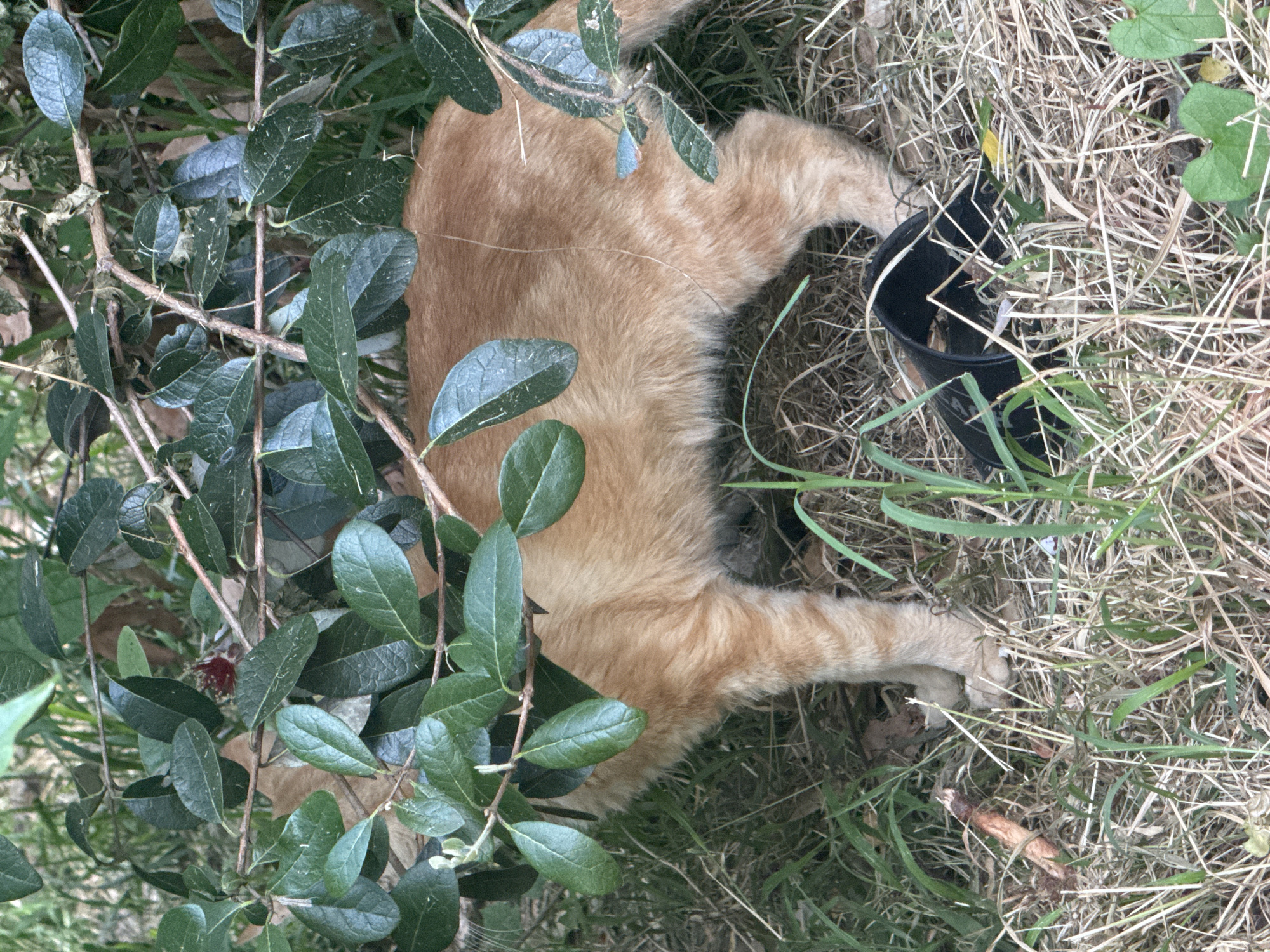 The image shows an orange tabby cat lying in dry grass and green foliage. The cat is partially obscured by lush green leaves and branches from a nearby bush. The cat appears relaxed, with its body stretched out on the ground. A small black plastic container is visible near the cat's hindquarters, partially filled with what appears to be dry grass and some small plant debris. The scene is set outdoors, with dry, light-colored grass covering much of the ground. The lighting suggests it is daytime, likely sunny, as the foliage is well-lit and casts some shadows. The presence of dry grass and the cat's attire suggest a warm or dry climate, consistent with the specified location of Sochi, Russia. There is no visible text in the image.