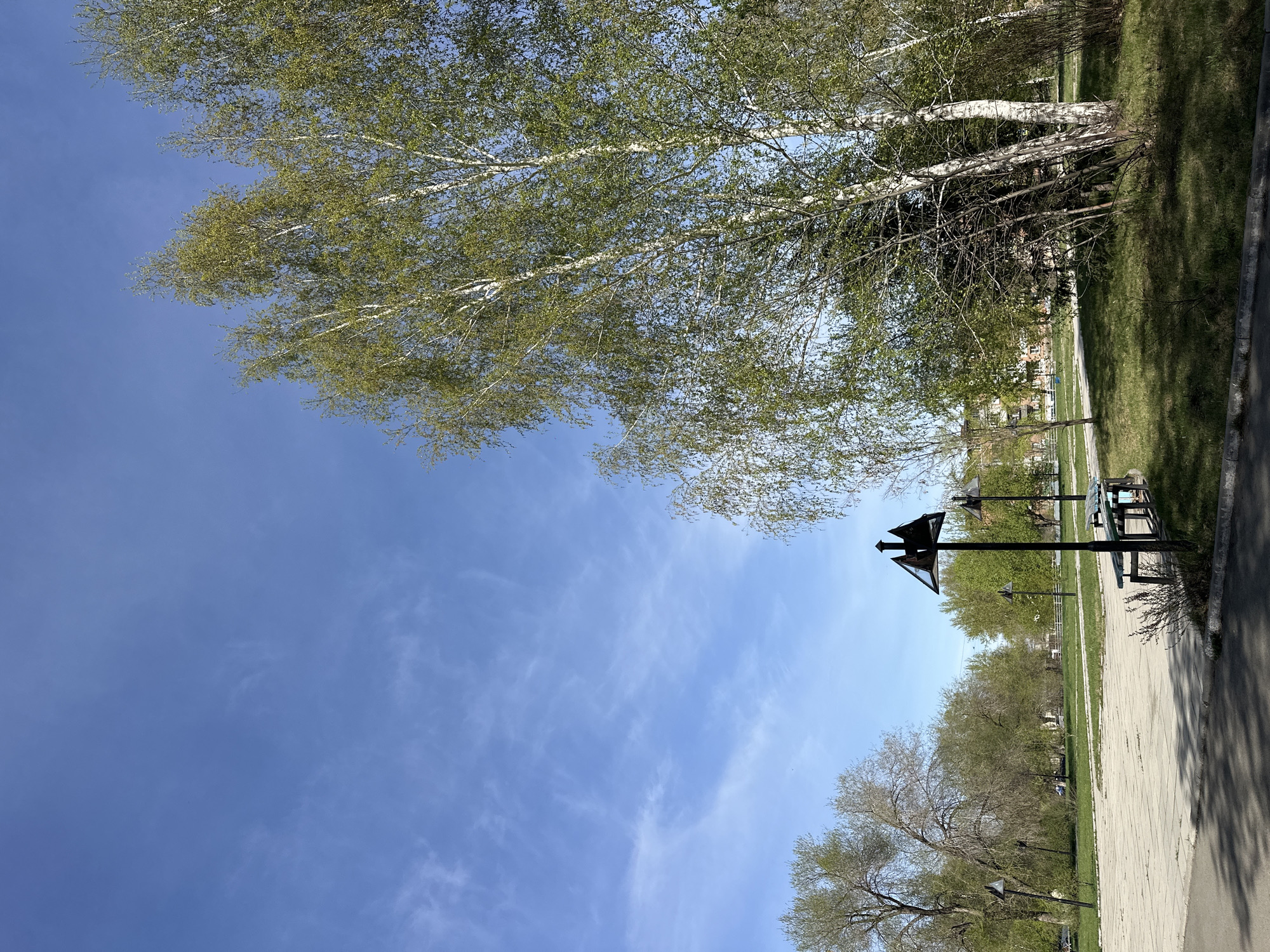 The image captures a peaceful park or promenade scene under a bright blue sky with sparse, wispy white clouds. The perspective is looking upwards and along a path. Dominating the upper left and top of the frame are several birch trees, identifiable by their distinct white bark and branches covered in vibrant, light green, newly unfurled leaves, suggesting early spring. Other deciduous trees with various stages of leaf development line the background and sides of the pathway.
A paved pathway, likely a sidewalk or promenade, stretches diagonally from the bottom right towards the middle distance, bordered by well-kept green grass. Along this path, several black street lamps are visible, characterized by a unique design featuring triangular, upward-pointing shades. A black park bench is partially visible near the path on the right side. In the distance, faintly visible through the trees, are some buildings, indicating an urban or suburban setting.
The scene is tranquil and devoid of people, activity, or movement. It is clearly daytime, bathed in bright sunlight. There is no visible text in the image.