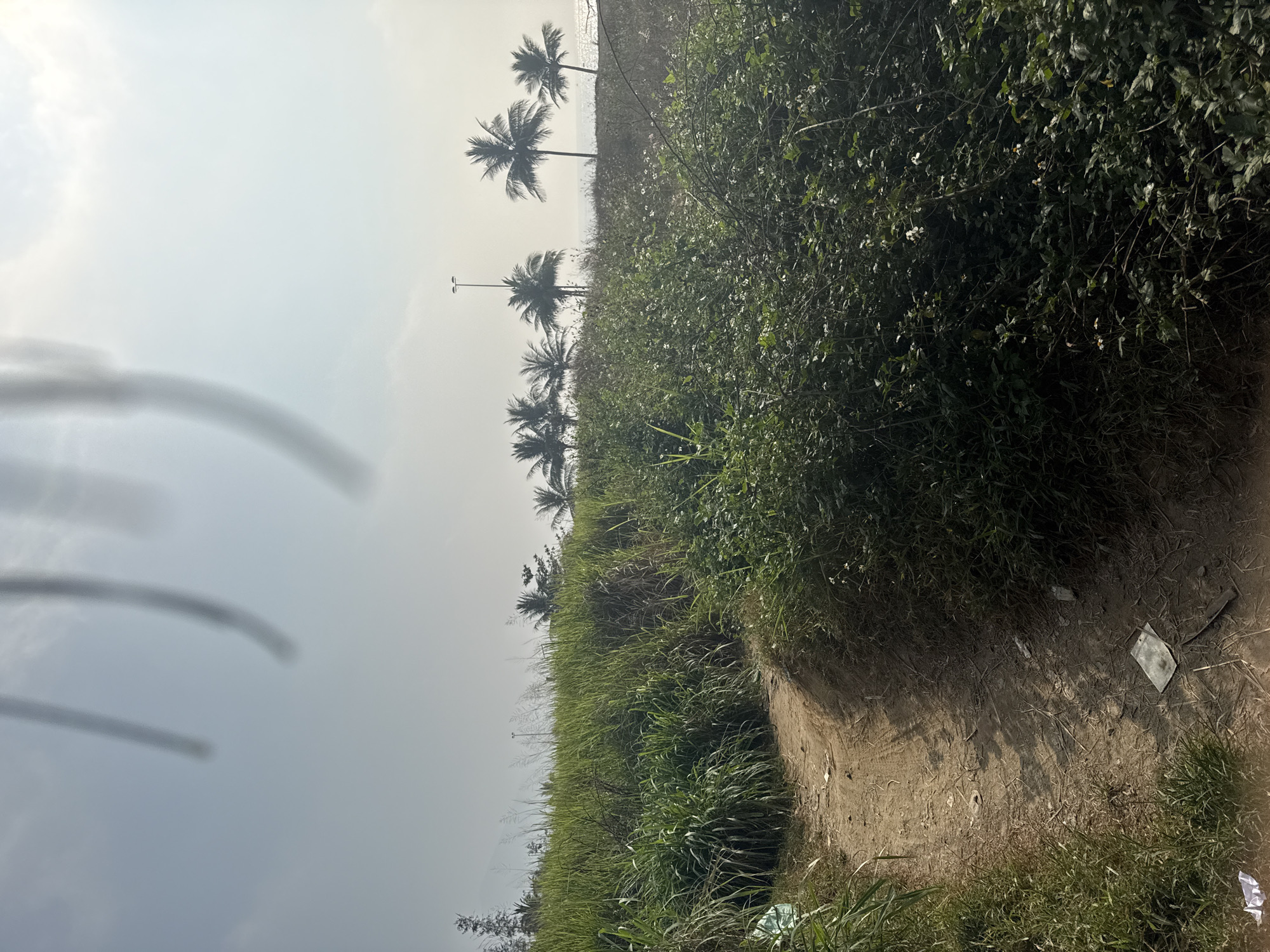 The image shows a view of a coastal area in Đà Nẵng, Vietnam. Palm trees are visible along the coast, silhouetted against a hazy sky. A sandy path runs along the right side of the frame, bordered by dense vegetation including overgrown grasses and bushes. Litter, including what appears to be discarded paper or plastic, is scattered along the path and in the surrounding vegetation. The sky is overcast, suggesting a humid or hazy day. A faint outline of the lens from which the photo was taken can be seen in the top left corner. There is no indication of people or specific interactions in the frame. The overall impression is one of a somewhat unkempt beachside landscape.