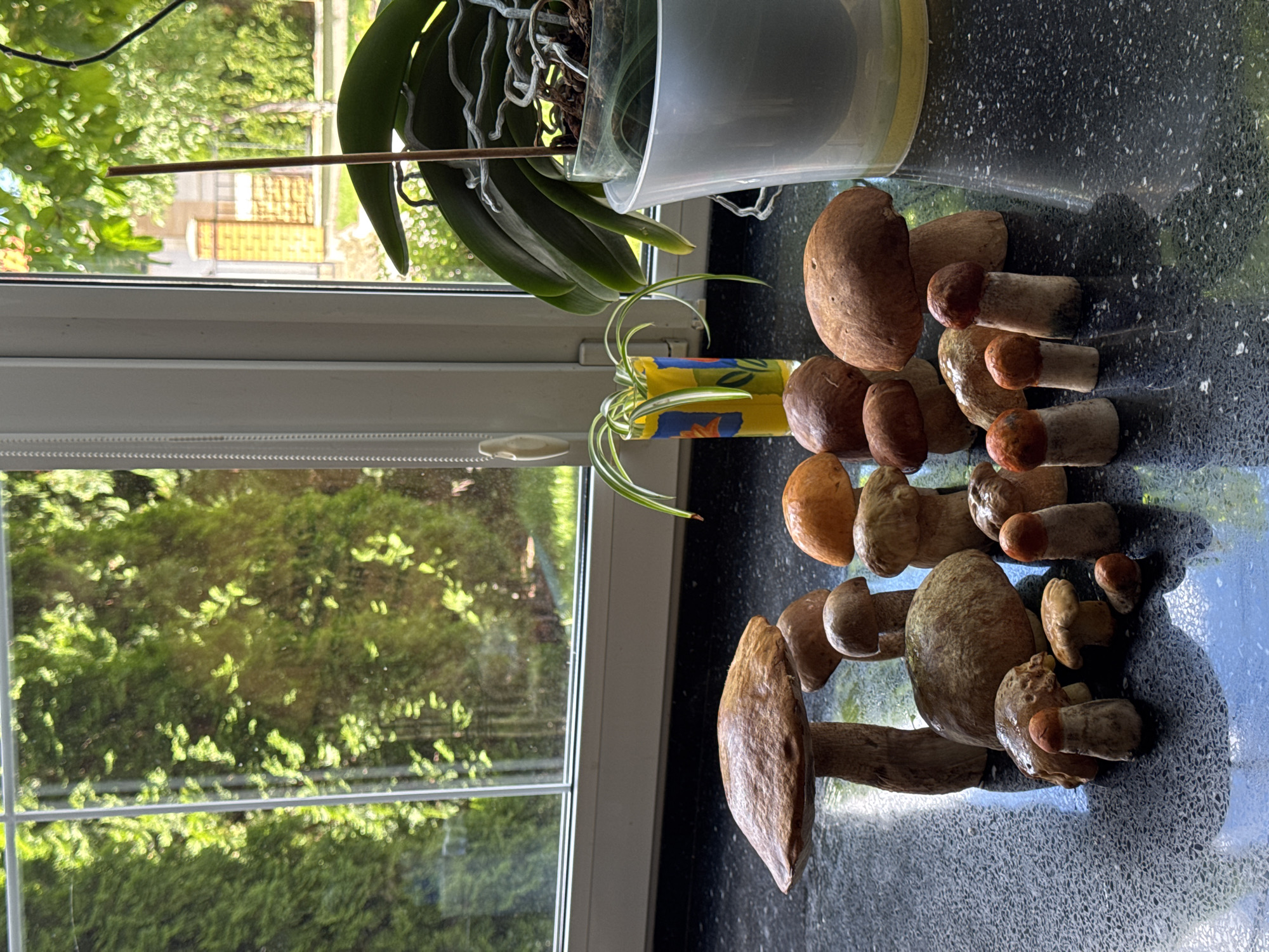 In Novogusel'skii, Russia, a collection of freshly picked mushrooms sits on a dark, speckled countertop in front of a window. The mushrooms, varying in size and cap color from light brown to reddish-orange, are arranged in a cluster. Behind the mushrooms, a small potted spider plant in a yellow vase and a larger potted orchid are visible. The window reveals a sunlit view of lush green trees and a brick building facade. The scene appears to be an indoor setting, likely a kitchen or living area, with natural light streaming in.