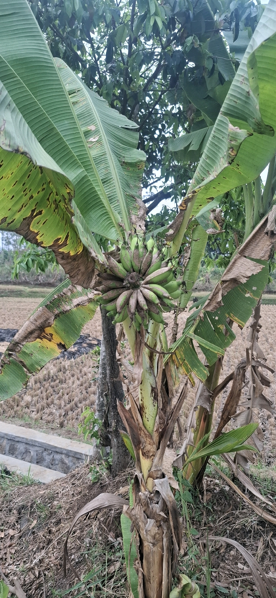 This image depicts a banana tree with a bunch of green bananas growing on it, situated in an outdoor setting that appears to be rural or semi-rural. The banana tree has large, green leaves, some of which show signs of browning and tearing. The trunk of the tree is thick and fibrous, with dried leaves and debris around its base. In the background, there is a field of dry, harvested crops, possibly rice paddies. There are also trees and vegetation in the distance, suggesting a natural or agricultural landscape. A stone structure, possibly a low wall or steps, is visible in the lower left portion of the image, adjacent to a grassy area. The scene is photographed from a slightly low angle, looking up towards the banana bunch and the surrounding foliage. The overall impression is that of a natural, agricultural environment. While the location is stated as Cibinong Hilir, Indonesia, there are no specific landmarks or elements within the image that definitively confirm this precise location, other than its general tropical or subtropical appearance. There are no people or animals visible in the image.
