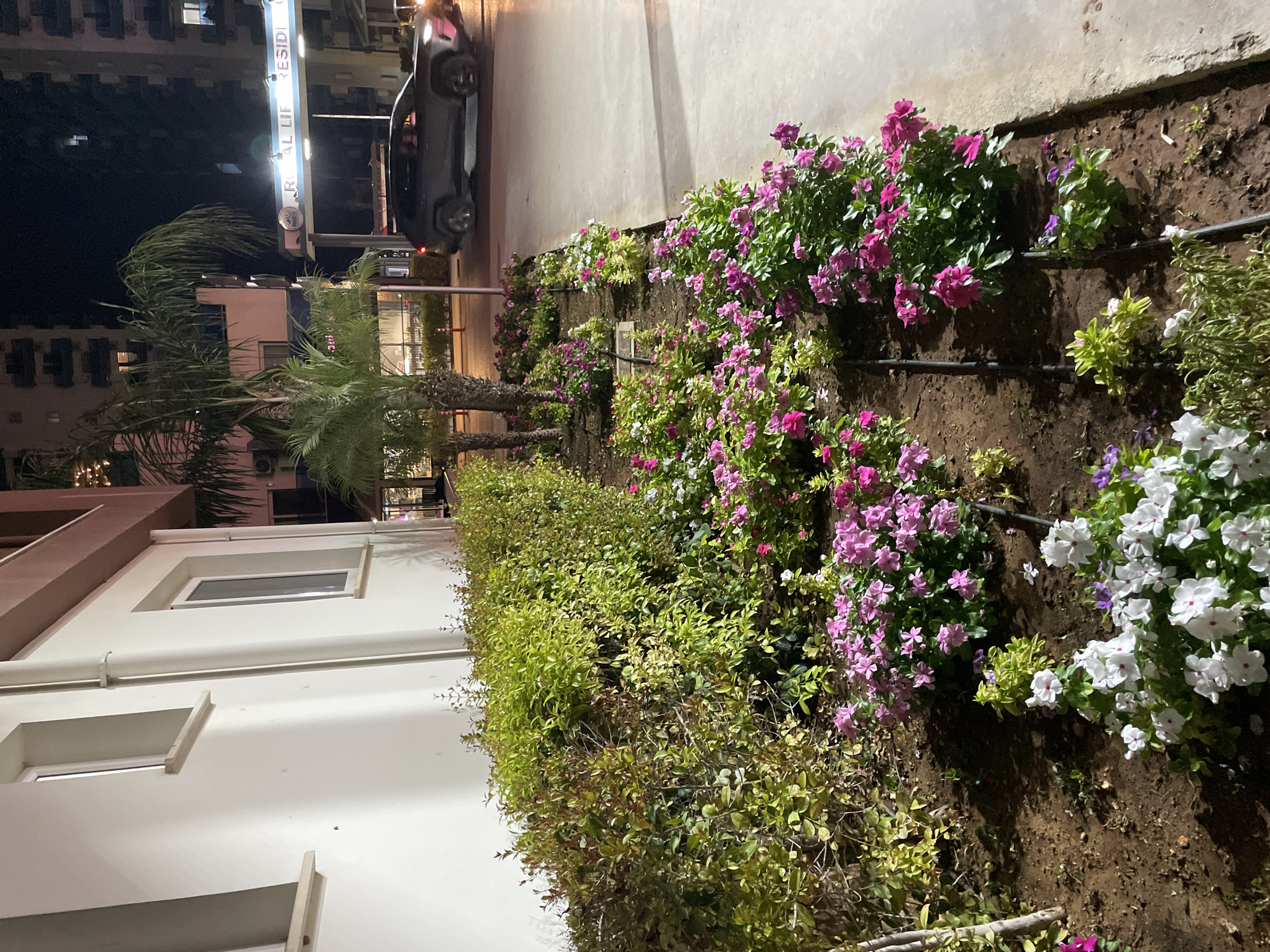 The image depicts a nighttime exterior scene in Trikomo, Northern Cyprus. In the foreground, a manicured flower bed features an assortment of flowering plants, including pink and white vinca flowers and green shrubs. Black irrigation tubing is visible running through the soil. To the left, a section of a white building with recessed windows is visible. In the background, a car is driving past an entrance gate with illuminated signage that reads "ROYAL LIFE RESIDEN". Palm trees are also present, contributing to the tropical or subtropical ambiance of the location. The overall environment suggests a residential or commercial complex in an urban setting.