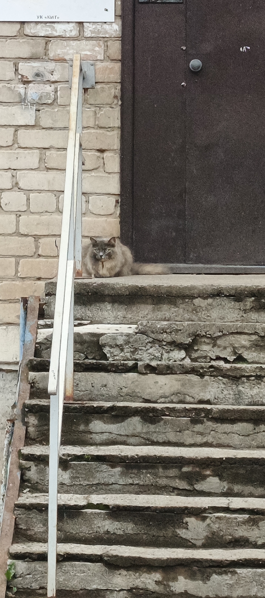 An outdoor scene in Chaikovsky, Russia, depicts the entrance to a building, featuring a set of concrete stairs, a dark door, and a light-colored brick wall. A medium-sized, long-haired grey cat is lying on the top step directly in front of the closed dark door, its head facing forward. The cat exhibits a slightly disheveled coat and has visible eyes.
The concrete stairs, comprising approximately six visible steps, show significant wear and tear, with cracks, chipped edges, and missing sections, revealing underlying aggregate. Small patches of moss or vegetation are visible in crevices on the steps. A metal handrail, with a white upper section and a rusted vertical support, runs along the left side of the stairs, anchored to the brick wall.
The wall to the left of the door is constructed from light-toned bricks. A rectangular white sign or plaque with partially visible Cyrillic text, "УК ЧКИТГ", is mounted on this brick wall above the handrail. The dark door at the top of the stairs appears to be metal or heavily painted, featuring a textured surface and a circular grey door handle/knob on its right side. Two small marks are present below the door handle. A rusted metal element is visible at the bottom left of the image, adjacent to the lowest step. The scene is devoid of human presence, conveying a quiet, utilitarian setting.