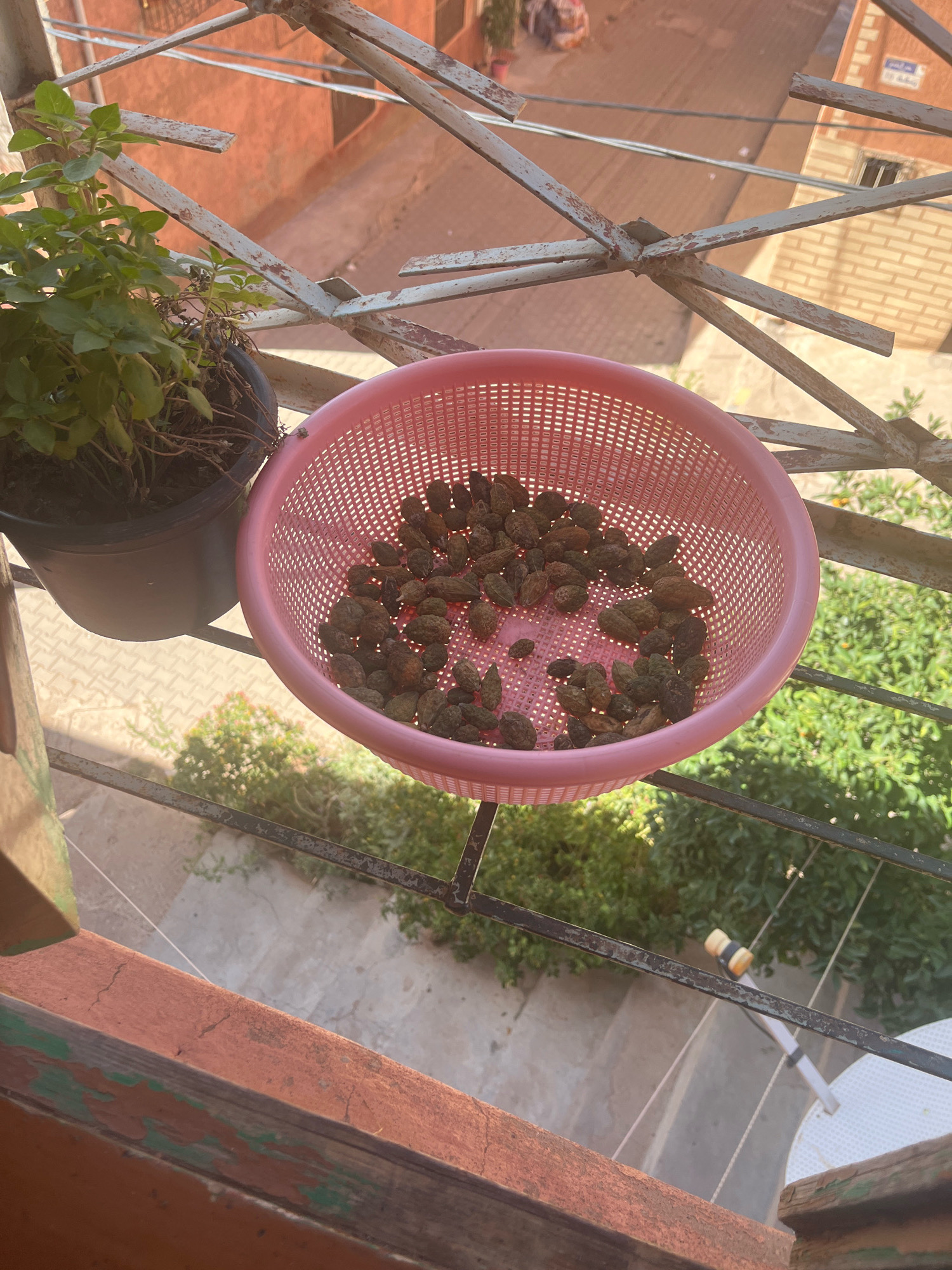 In Azilal, Morocco, on a balcony, a pink plastic colander is filled with a quantity of what appear to be dried capers. The colander rests on a metal railing, positioned next to a potted plant with green leaves. The background shows a street, buildings constructed with brick and stucco, and lush green foliage. The scene is illuminated by sunlight, casting shadows.