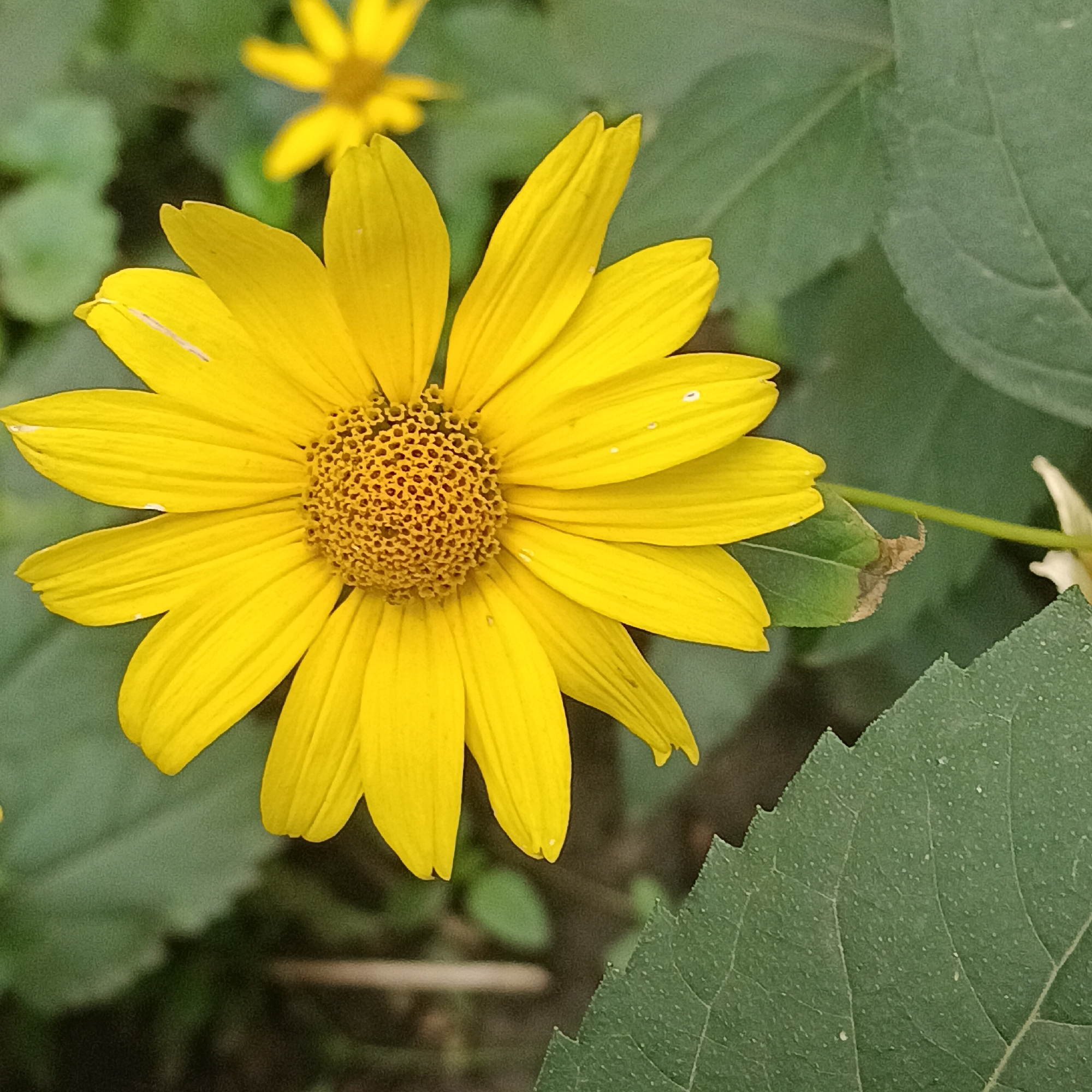 A close-up, high-angle shot captures a vibrant yellow flower, likely a daisy or sunflower variety, in full bloom. Its numerous petals radiate outwards from a textured, brown center. The flower is set against a backdrop of lush green foliage, with a few other blurred yellow flowers visible in the distance. The lighting is natural, highlighting the delicate textures of the petals and leaves. The scene appears to be in an outdoor garden or park setting. There is no indication of the location being in the city of Samara, Russia.