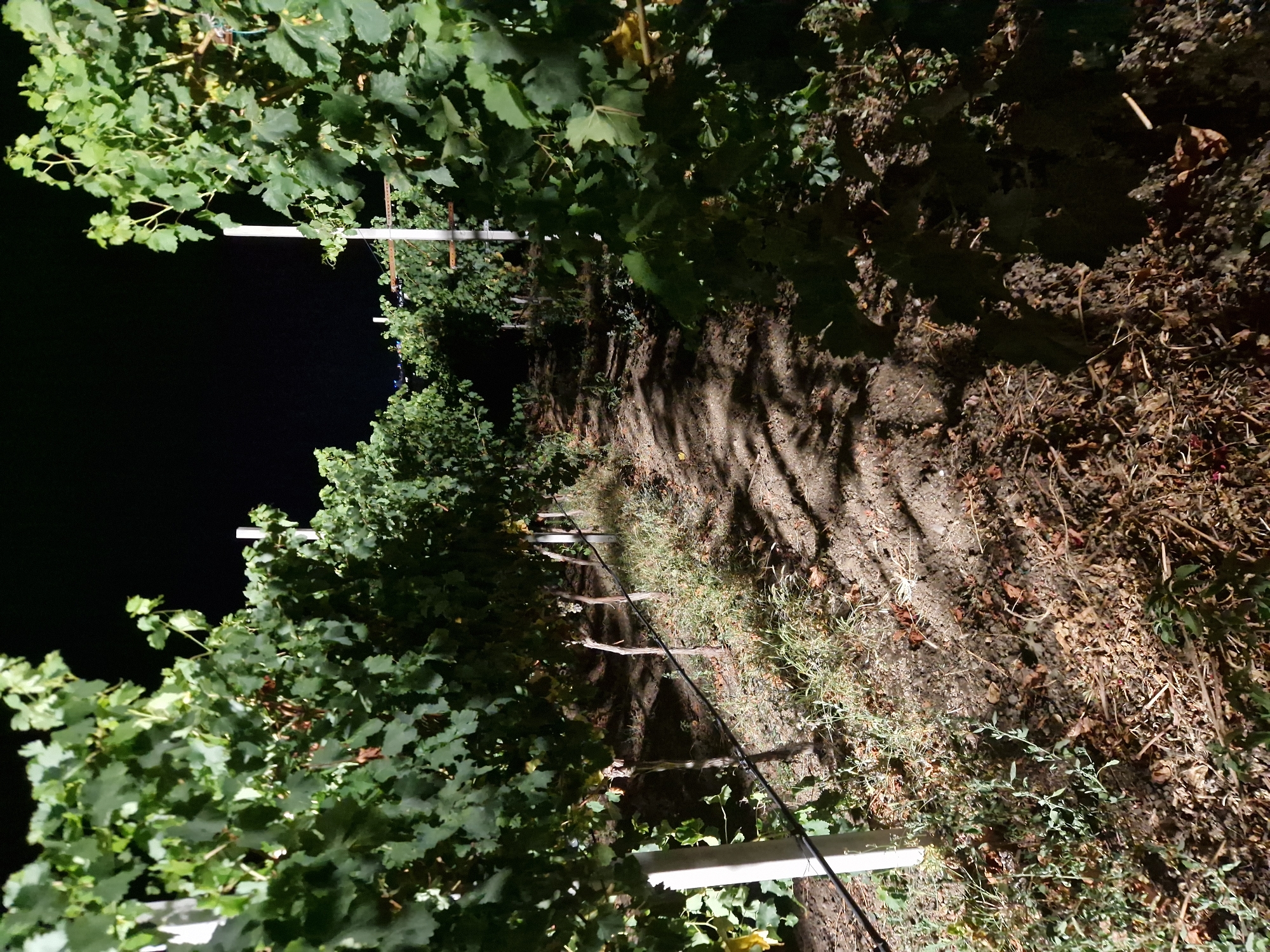 This is a night-time, low-angle, outdoor photograph of a vineyard. The scene is dominated by rows of grapevines with lush green leaves and thin, brown woody stems, supported by white posts. A black irrigation tube runs along the ground between the rows. The ground is a mixture of dark soil, dry leaves, and sparse green and brown grass. Shadows are cast on the ground by the grapevines, creating a textured pattern. The background is a dark, indistinct sky, suggesting it is late at night. The location is identified as a vineyard in Tankovo, Bulgaria. There are no people or animals visible in the image.