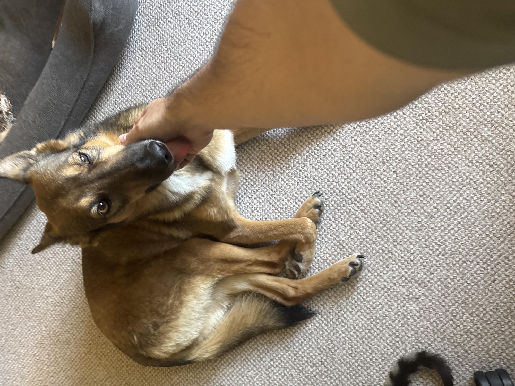 A medium-sized dog with tan and brown fur is lying on a beige carpet. A person's hand is touching the dog's snout. The dog appears to be a German Shepherd mix, with pointy ears and dark eyes. The background shows a portion of a gray dog bed and what appears to be a wall or piece of furniture. The lighting suggests an indoor environment, possibly a home. The image was taken in Bila Tserkva, Ukraine.