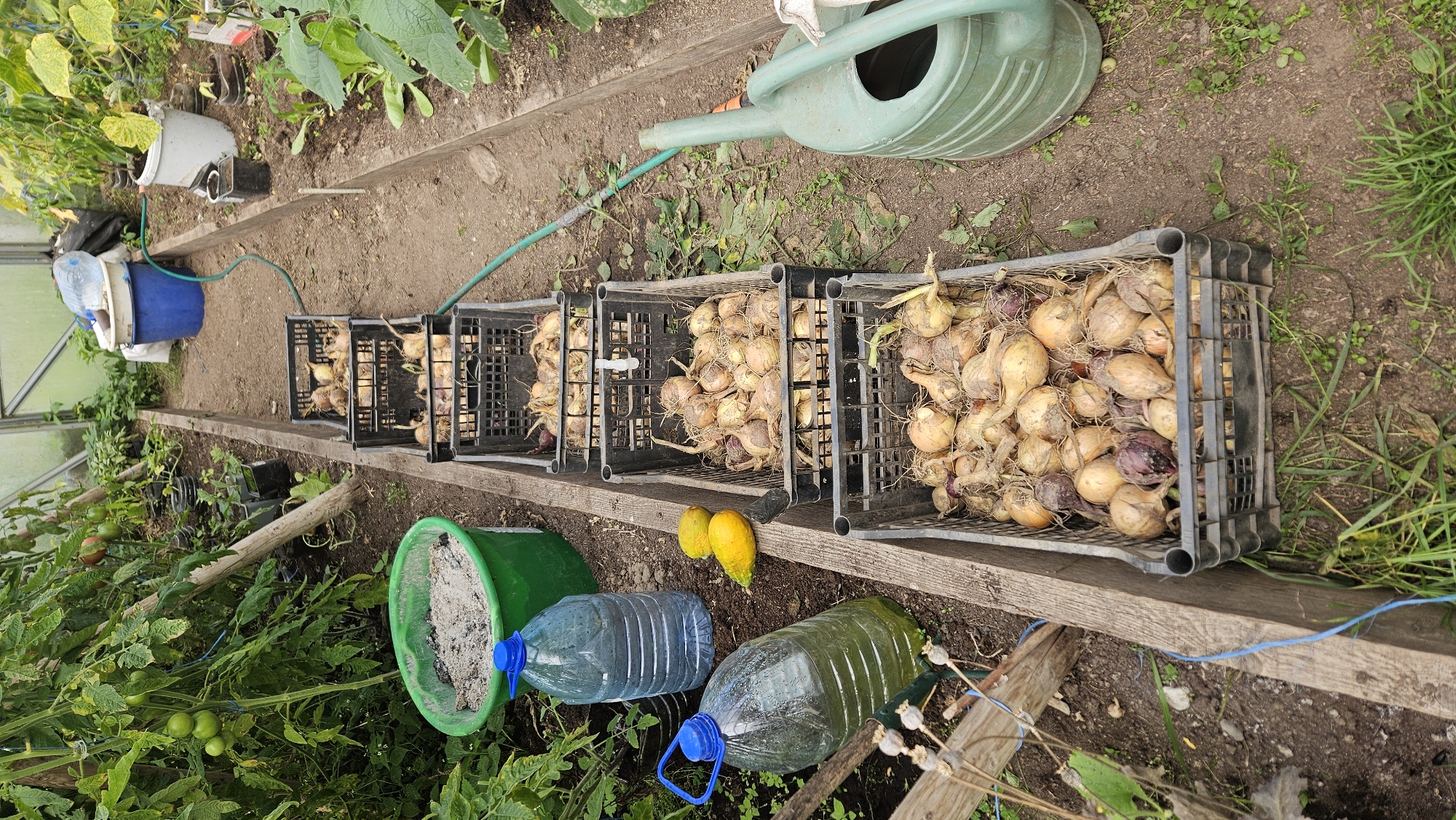 The image depicts a greenhouse, likely located in Kapūņi, Latvia, where a harvest of onions has been collected. Several black plastic crates are neatly arranged in a row on the ground, filled with freshly dug onions. The onions vary in size and color, with some exhibiting reddish-purple skins.
To the left of the crates, two large, clear plastic jugs with blue caps are visible. One jug appears to contain a green liquid, possibly fertilizer or water, while the other is empty. Next to the jugs, two yellow squash or zucchini lie on the soil. A large green bucket, partially filled with ash, is also present in this area.
In the background, tomato plants with developing green tomatoes are visible, along with other greenery and what appear to be plastic pots. A blue bucket and a white bucket are stacked, and a white plastic water jug is situated on top of them. A green watering can stands to the right of the onion crates, suggesting ongoing horticultural activities. The overall environment is one of a productive garden or farm within a greenhouse structure.