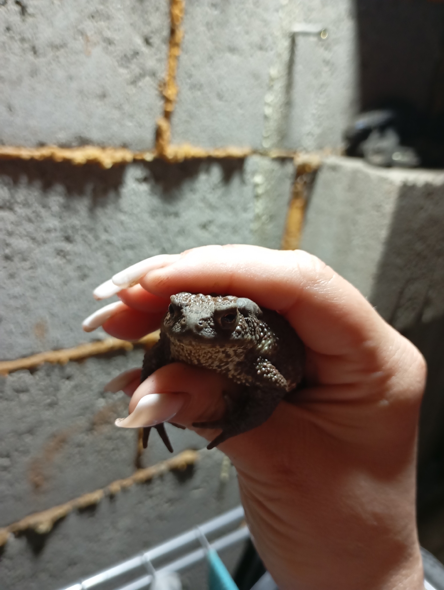 A hand holds a brown toad with brown warts. The nails on the hand are long and white. Behind the hand and toad is a wall made of grey blocks, with brown foam insulation between the blocks. In the upper right corner of the image, a dark shape is visible. A rack of some kind is visible at the bottom of the image.