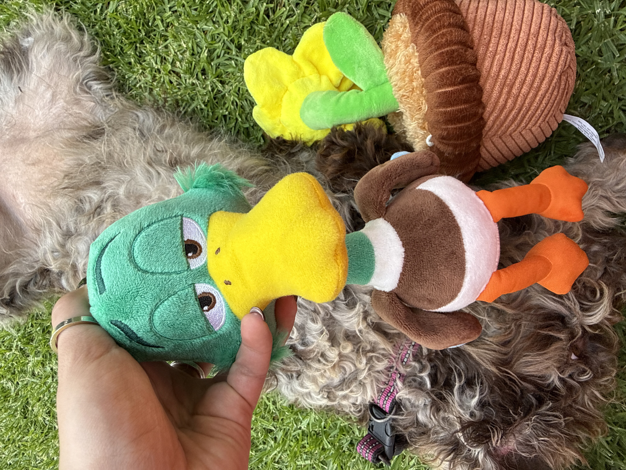 The image shows a close-up view from above, taken outdoors in a grassy area. A person's hand is holding a green and yellow plush duck toy. Several other plush toys are scattered around, including a brown and white plush duck with orange feet and a yellow and green flower. The toys are lying on top of a dog with curly, brown and gray fur. A pink and black dog leash is visible near the dog. The location is not identifiable from the image; the city of San Bernardino Tlaxcalancingo, Mexico is not identifiable from the image.