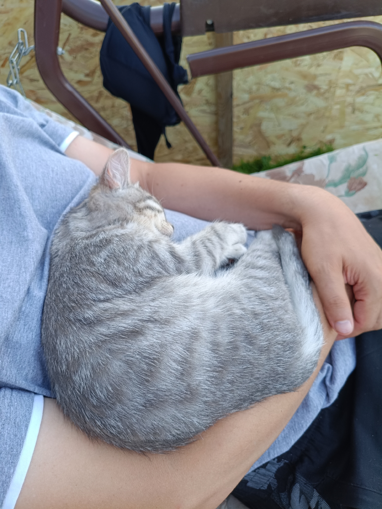 A gray tabby kitten is curled up asleep on the lap of a person wearing a gray t-shirt. The person's arm is visible, holding the kitten. They appear to be sitting on a swing chair, with the armrest and a portion of the swing's seat visible. In the background, there is a wooden fence. The scene is outdoors, suggesting a backyard or patio area. The location is identified as Ivanovskoe, Russia.