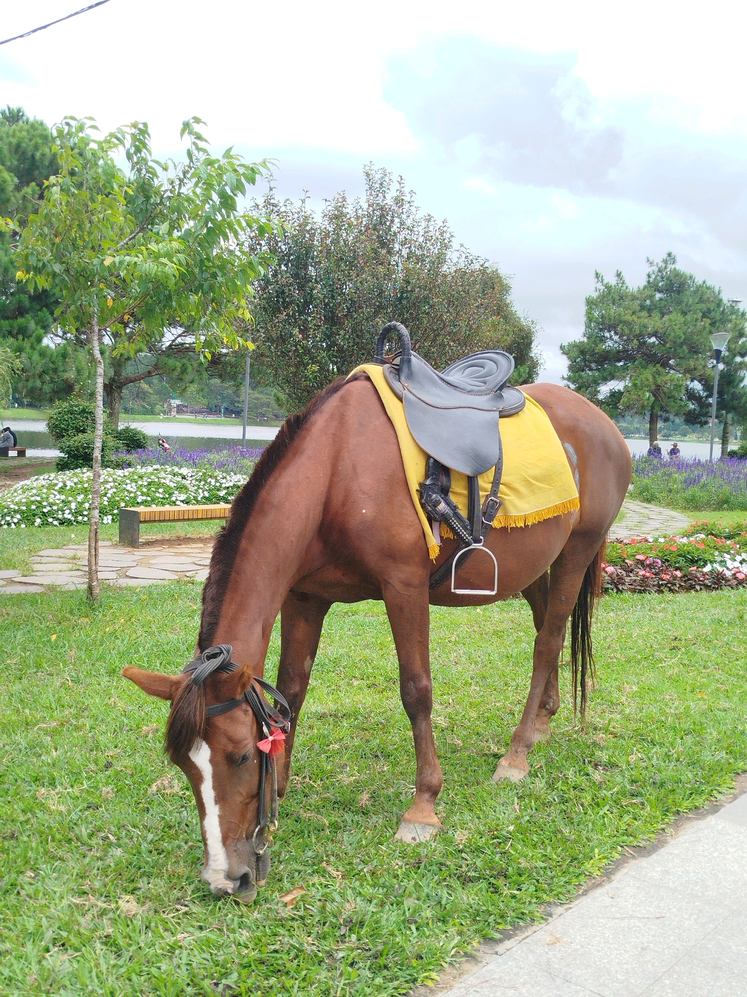 A brown horse with a saddle is grazing on lush green grass in a park. The horse has a white blaze on its face and is wearing a bridle with a red bow. Behind the horse, there are flower beds with white and purple flowers, a wooden bench, and trees. In the background, a lake is visible, with a few people and buildings along its shore. The sky is cloudy. The scene is set in Xuan Huong Lake in Da Lat, Vietnam, a popular tourist destination known for its picturesque landscapes and recreational activities.