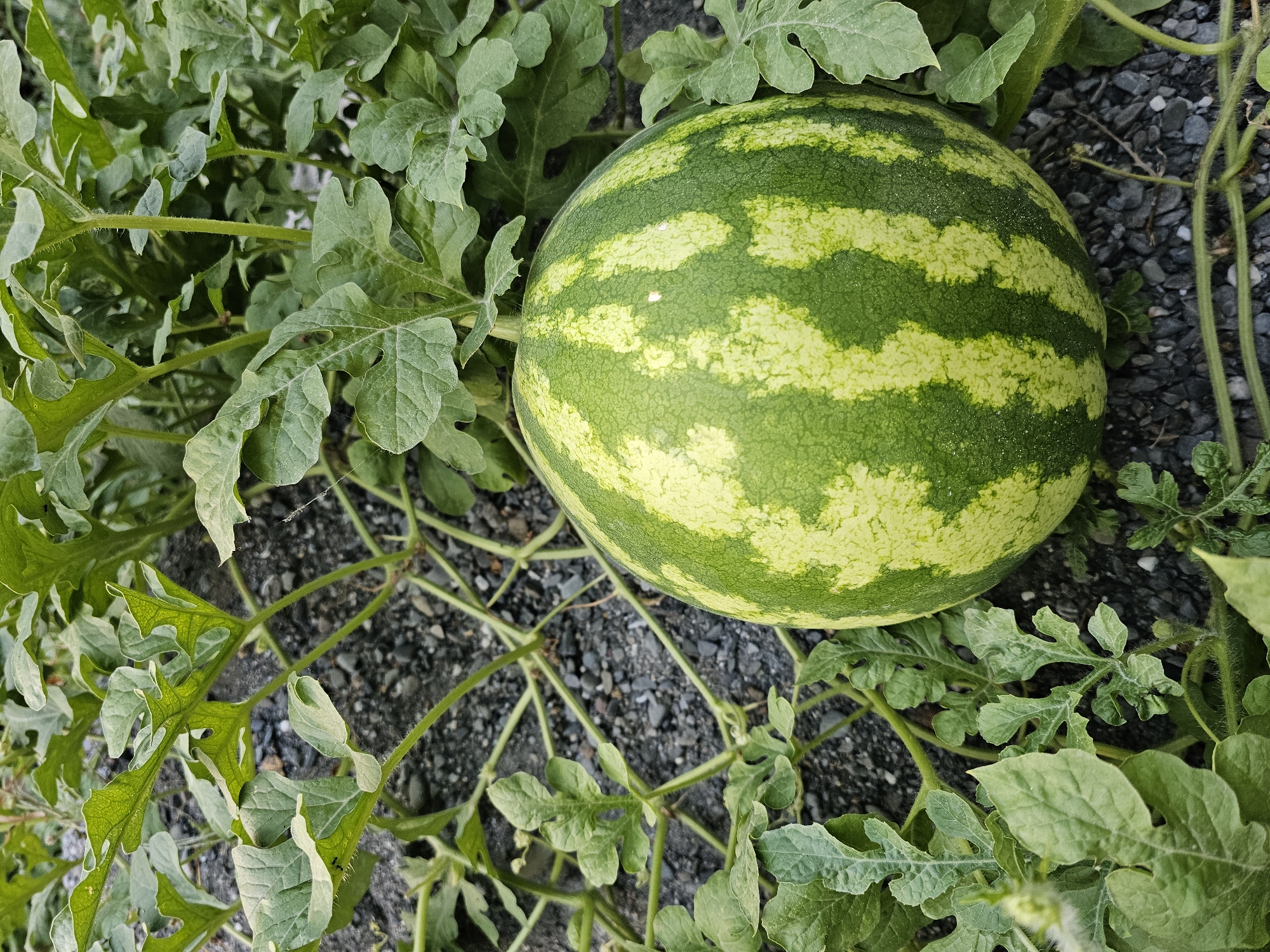 A ripe watermelon with green stripes rests on the ground, surrounded by lush green watermelon leaves. The ground is covered with dark gray gravel. The scene appears to be in a garden or field, with the natural light suggesting it is daytime. The location is specified as Özgön, Kyrgyzstan. There are no people or animals visible in the image.