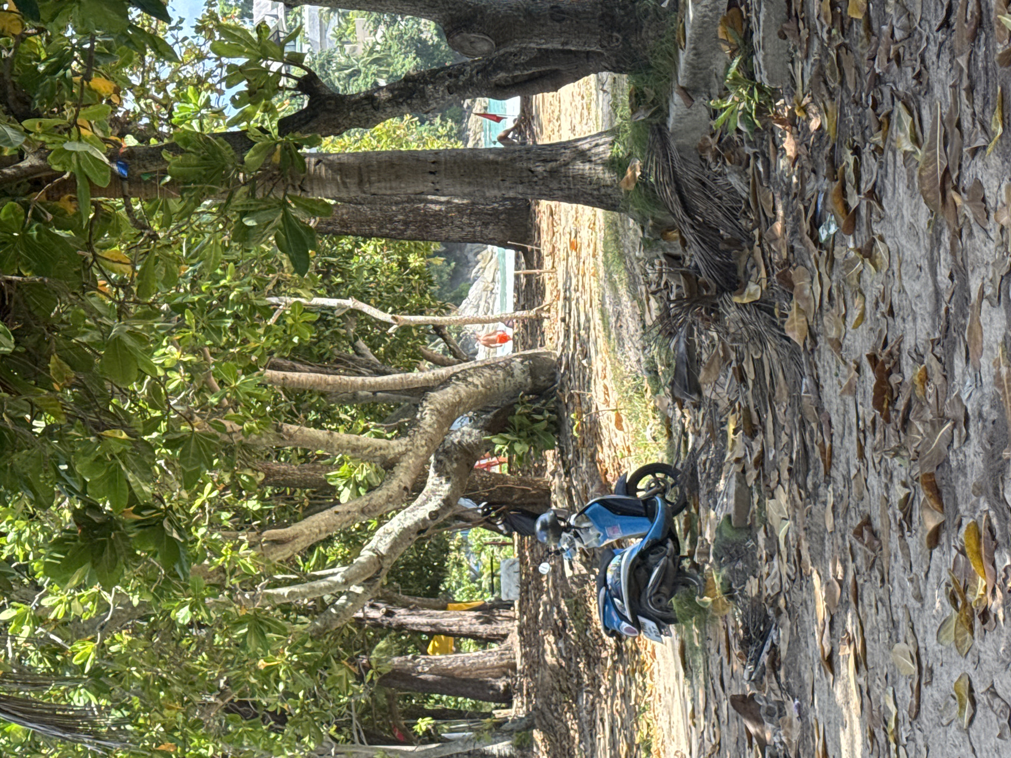 The image depicts a beach scene in Choeng Thale, Thailand. A blue and black scooter is parked on a sandy area covered with fallen leaves, near the base of several large trees with lush green foliage. The trees create a shaded environment. In the background, a body of turquoise water, likely the Andaman Sea, is visible, with a few people present on the sandy shore. One individual is seen in the water, and another appears to be sitting or lying down further down the beach. A red flag is planted in the sand. The overall environment suggests a tropical beach setting with vegetation and scattered debris.