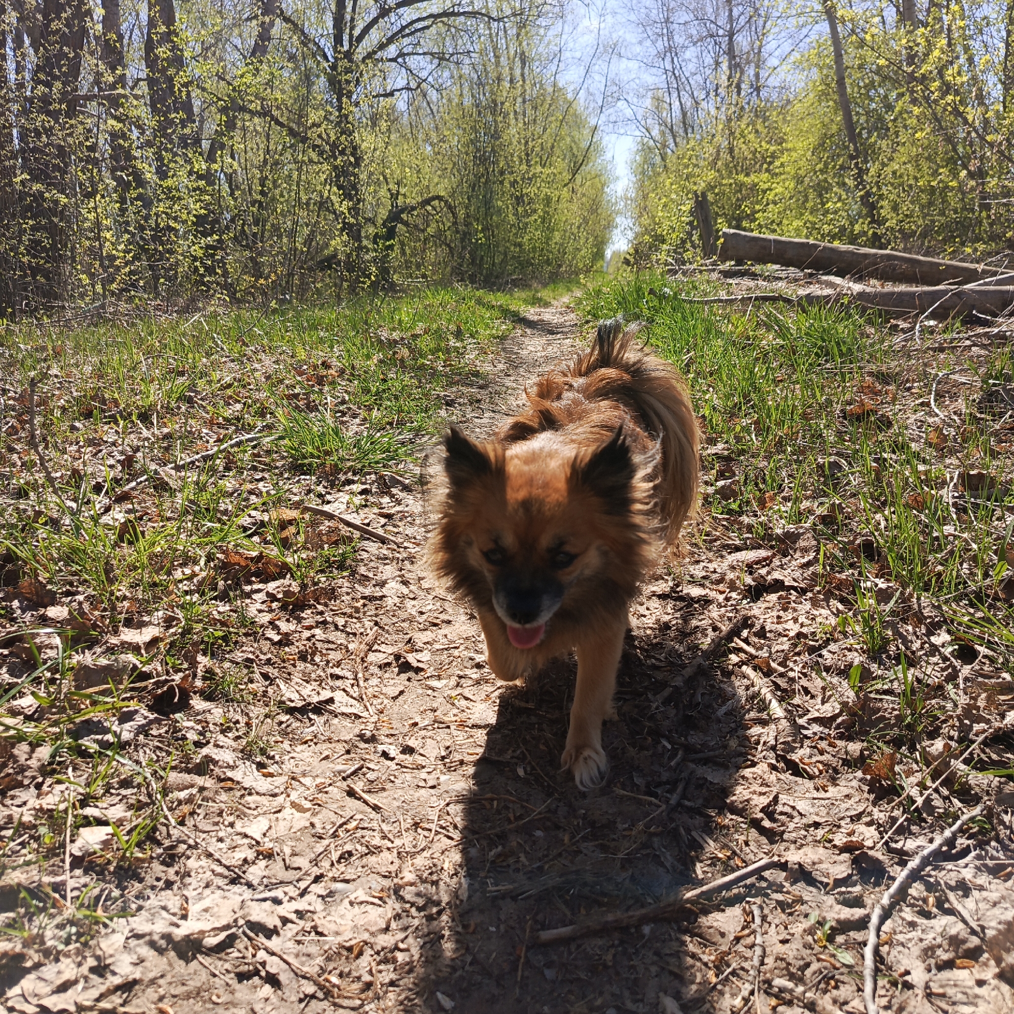 A medium-sized, long-haired brown dog with perked ears is walking toward the viewer on a dirt path. The dog's tongue is slightly visible, suggesting it may be panting or active. The path is surrounded by grass and scattered fallen leaves. Trees line both sides of the path, indicating a wooded area. The trees have new green leaves, suggesting it is springtime. The image appears to be taken at eye-level, giving the perspective of someone walking along the path with the dog. The location may be in a park in Chaikovsky, Russia, given the forested environment and the presence of a walking path. The presence of fresh green leaves suggests the image was taken during spring in Chaikovsky.