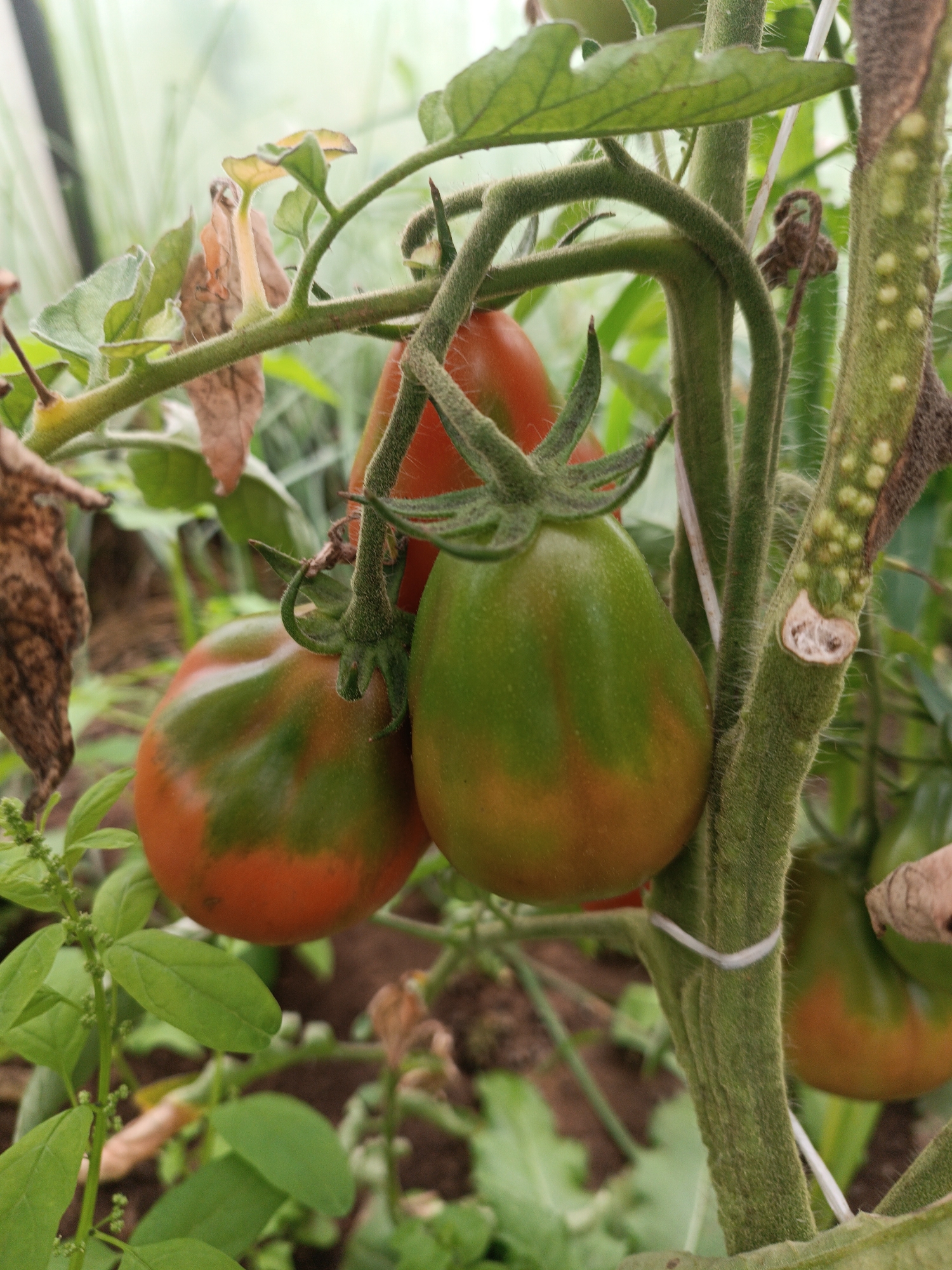In Chaikovsky, Russia, a close-up, slightly overexposed photograph captures a cluster of unripe tomatoes on a vine in a greenhouse. The tomatoes are predominantly green with patches of orange-red, indicating they are not yet fully ripe. One tomato in the foreground is larger and more distinctly colored, while others are partially obscured. The vine is covered in fine hairs, typical of tomato plants, and a white string is used to support the stem. Other elements visible include green leaves, dry brown leaves, and blurred green foliage in the background, suggesting a garden or agricultural setting. The overall lighting is soft, possibly diffused by the greenhouse structure.