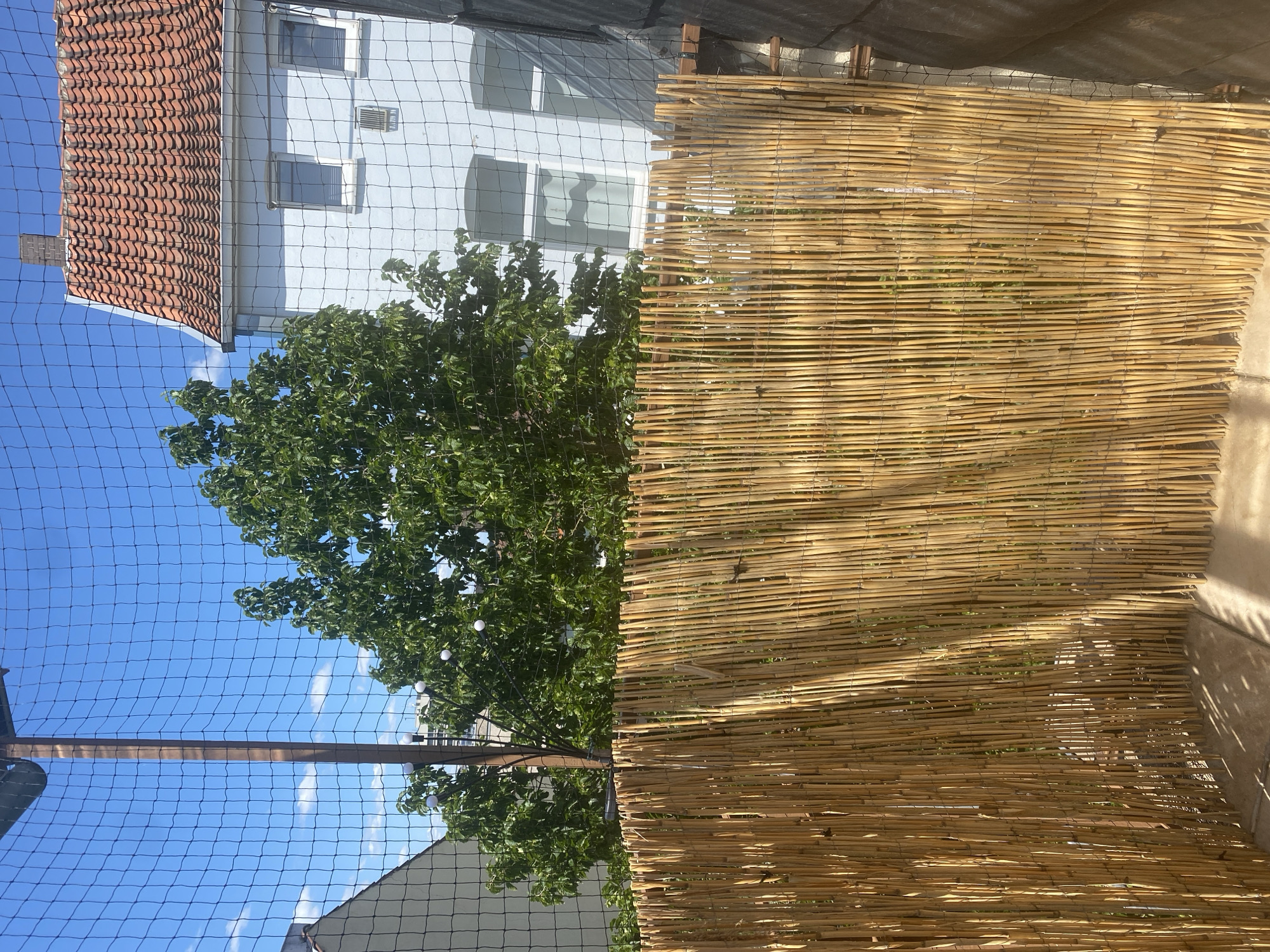 The image shows a close-up view of a balcony or patio enclosure. A fence made of vertically arranged, light brown reeds or bamboo stalks is the primary focus in the foreground. Behind the reed fence, a dark netting is visible, creating a protective barrier. Beyond the netting, a lush green tree with dense foliage stands prominently. In the background, a light blue building with a red-tiled roof is partially visible, along with windows and a chimney. The sky is clear blue with a few wispy white clouds. The scene appears to be outdoors on a sunny day. The specific location within Hildesheim, Germany, is not discernible from the visual information provided.