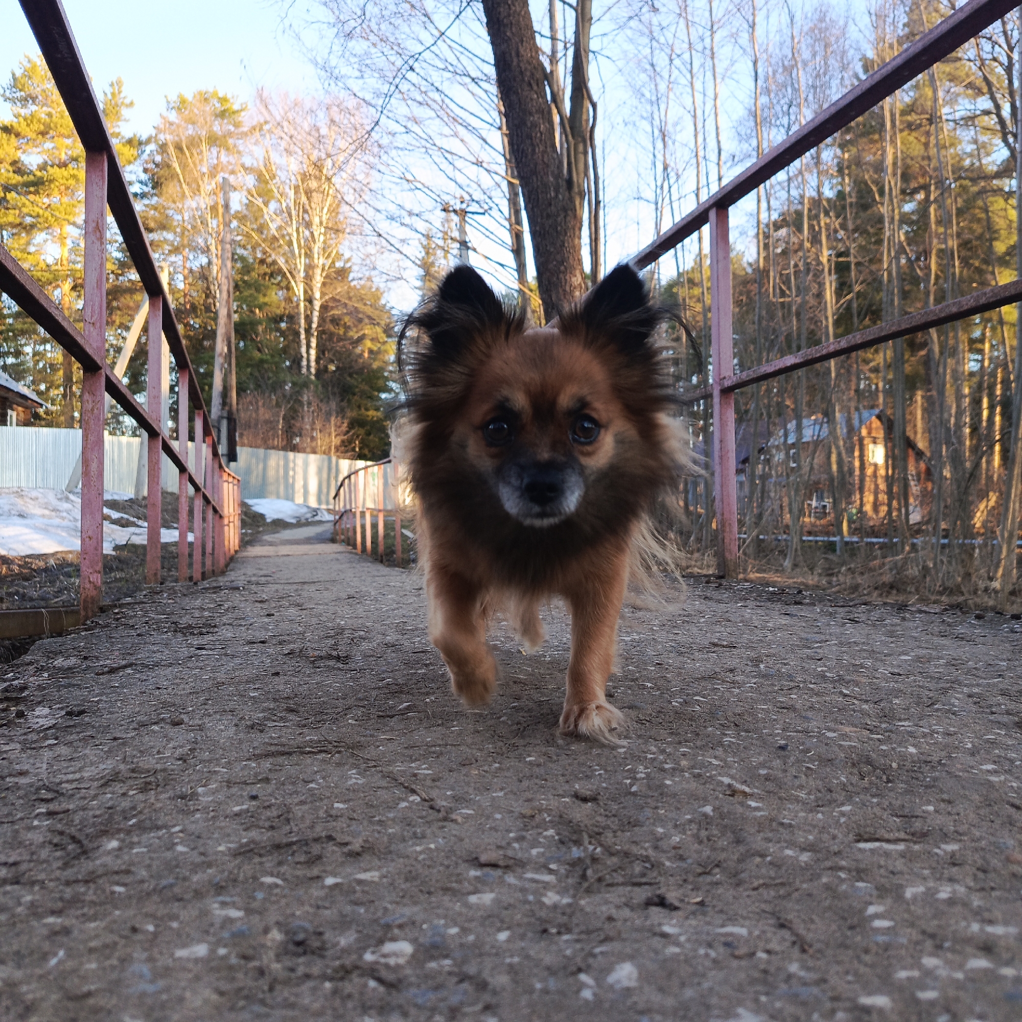 A brown, medium-sized dog with long fur is walking on a concrete bridge. The bridge has red metal railings on either side. In the background, there are trees, some with bare branches and others with green foliage. A fence is visible on the left side of the bridge. A house is seen between trees on the right side. The location is Chaikovsky, Russia.