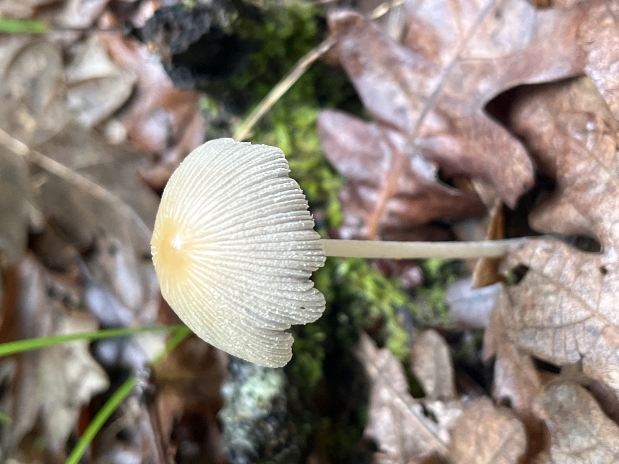 A single mushroom with a striated white cap and a slender, pale stem is the primary focus of the image. It sits among brown, fallen leaves and patches of green moss. The setting suggests a forest floor or a similar natural environment. The location is Izvor, Bulgaria.