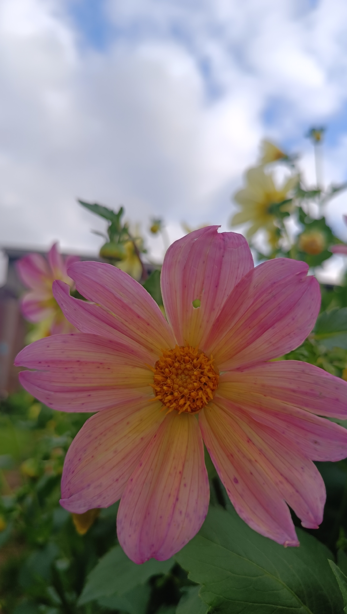 A close-up, vertical shot showcases a pink and yellow dahlia flower in bloom, its petals unfurling towards a cloudy blue sky. The flower's center is a vibrant orange, with a tiny green speck visible on one petal. In the background, other flowers and lush green foliage are blurred, hinting at a garden setting. The scene is outdoors, likely in a garden or park, with no specific landmarks in Karsha, Russia, visible.