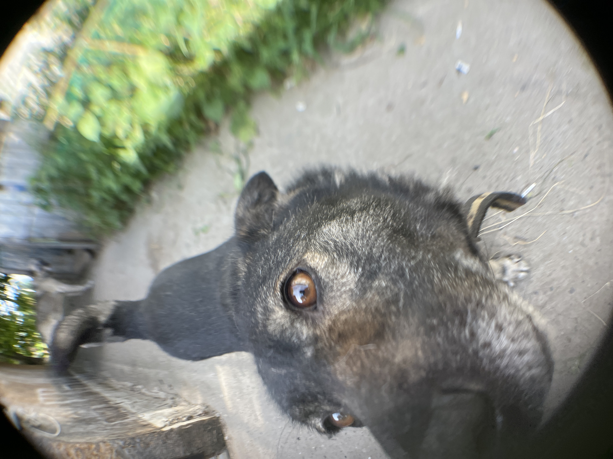 The image, captured with a fisheye lens, shows a close-up view of a dog's face as it approaches the camera outdoors, possibly in the city of Krasnyye Barrikady, Russia. The dog is dark gray with tan markings around its eyes and snout. Its eyes are brown and appear to be reflecting light. The dog is wearing a dark collar with a tan pattern. In the background, a paved path is visible, bordered by green foliage on the right and a weathered wooden structure or fence on the left. Another dog, appearing lighter in color, is visible further down the path, out of focus. The overall lighting suggests it is daytime.