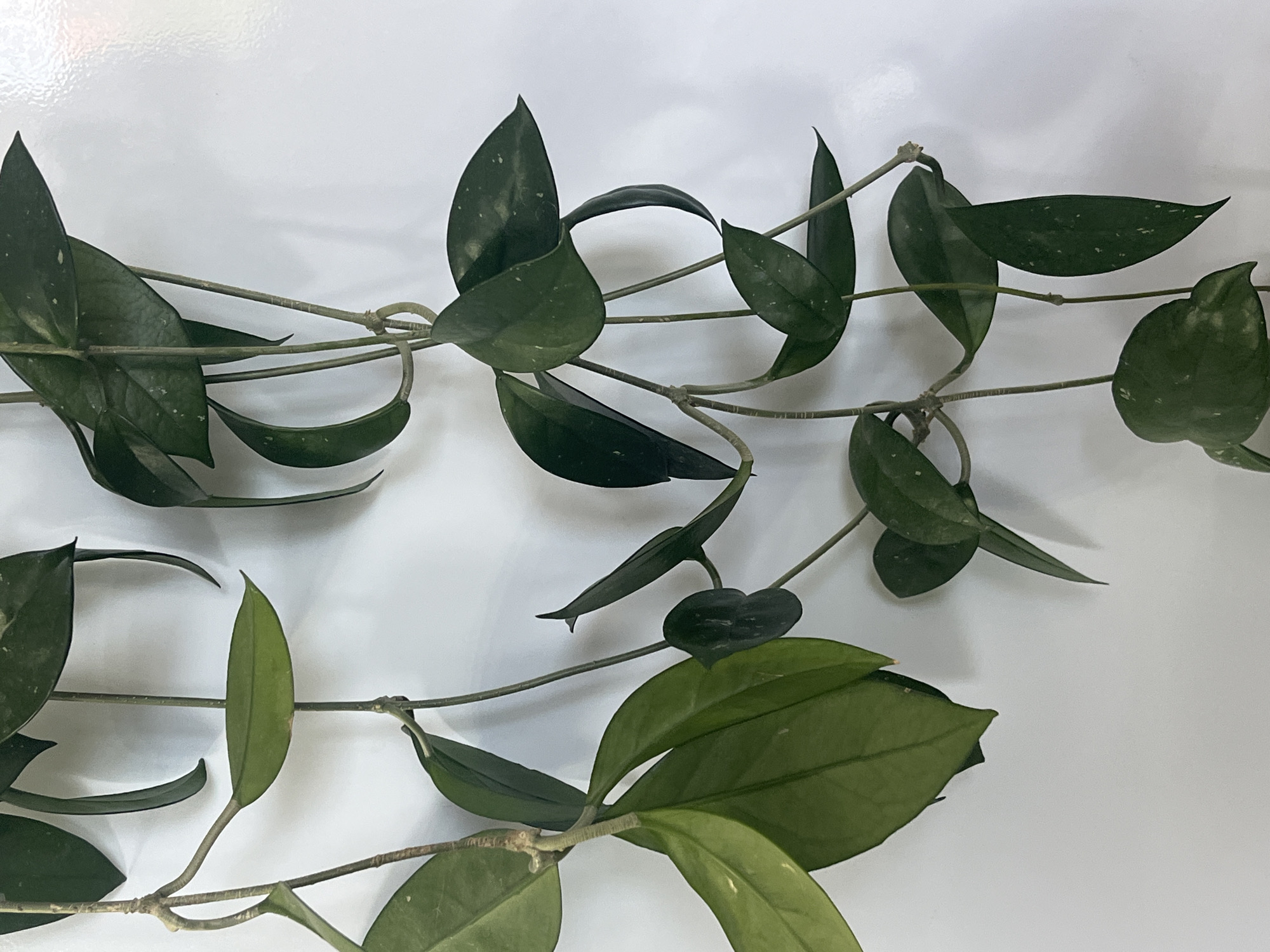 A close-up, eye-level shot shows several strands of a green, leafy vine against a plain white background. The vine, which appears to be a Hoya plant, features long, thin stems from which oval-shaped leaves emerge. Some leaves are a solid green, while others have faint white speckles. The stems are thin and wiry, with some showing nodes where leaves have grown. The vine is oriented vertically, with strands hanging down. The white background is smooth and evenly lit, with some subtle texture visible. There are no people, animals, or other objects present in the image.