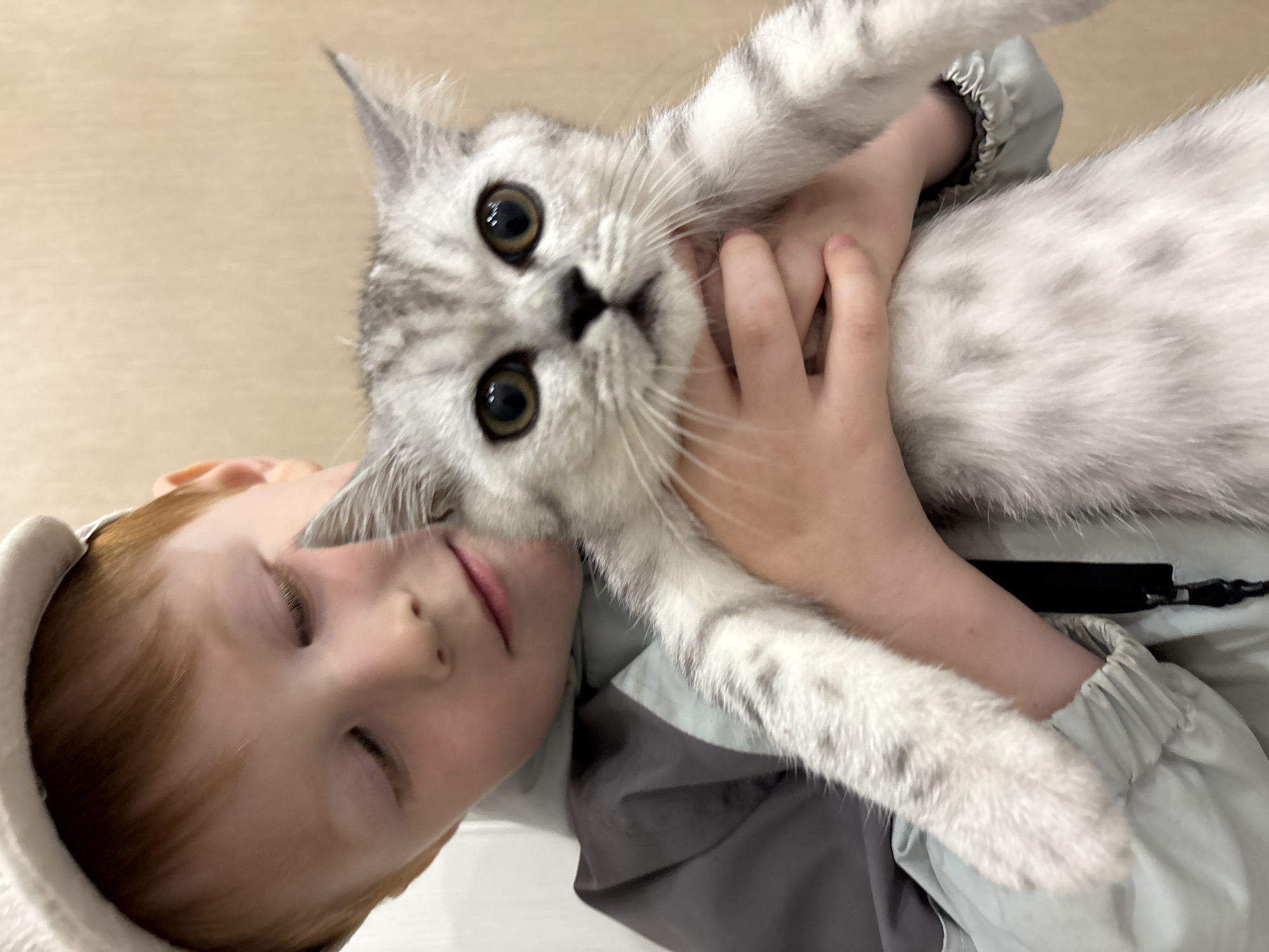 A close-up, indoor shot from Izhevsk, Russia, features a young child holding a domestic short-haired cat. The child, with reddish hair and wearing a light-colored hooded top over a darker grey or blue-grey jacket, has their eyes closed or cast downwards, suggesting a moment of peace or affection. Their hands are visible, supporting the cat.
The cat, a beautiful silver tabby, is positioned prominently in the frame, looking directly towards the camera with wide, dark, and alert eyes. Its fur is a striking mix of light grey and white, with distinct darker grey tabby markings forming subtle spots and stripes across its body and face. The cat's dark nose and prominent whiskers are also visible.
The activity captured is a tender interaction between the child and the cat, with the cat's face close to the child's. The background is a soft, out-of-focus light beige or tan, indicative of an indoor setting. There are no specific location cues within the image itself beyond the provided context of Izhevsk, Russia, and no visible text. The lighting appears soft and ambient, characteristic of an indoor environment. The overall mood of the image conveys a sense of warmth and companionship.