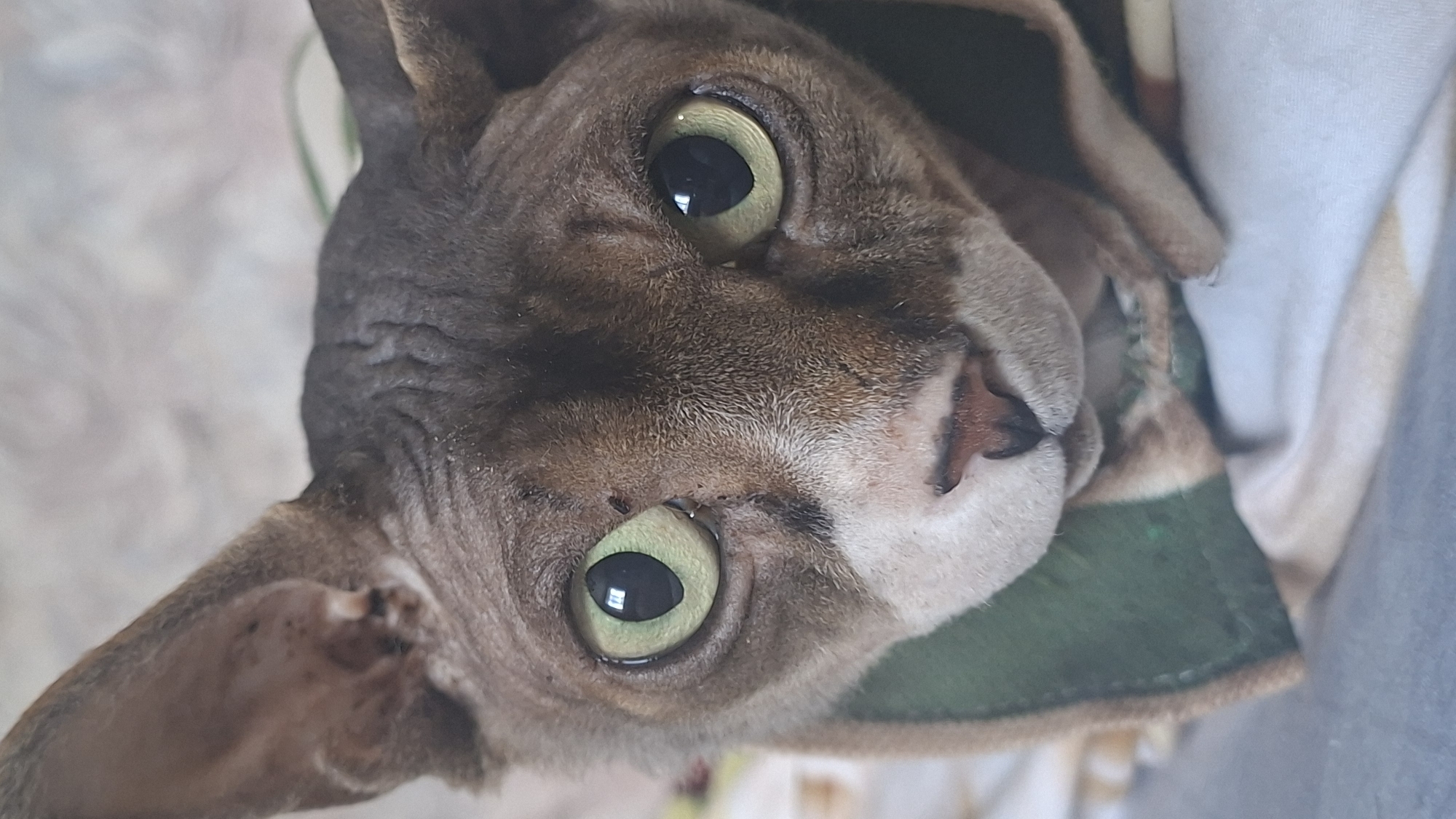 A close-up, eye-level shot focuses on the face of a brown-grey Sphynx cat wearing a green and tan garment. The cat's large, light green eyes are prominent, and its ears are large and pointed. The cat's skin shows wrinkles, particularly on its forehead and around its eyes. Its nose is pinkish-brown, and its mouth area is white. The background is blurred and appears to be a textured surface, possibly a wall or fabric. The garment the cat is wearing has a green collar or trim. The image is well-lit, with the focus sharply on the cat's face. No specific location in Забалоцкі сельскі Савет, Belarus, can be identified from the image.