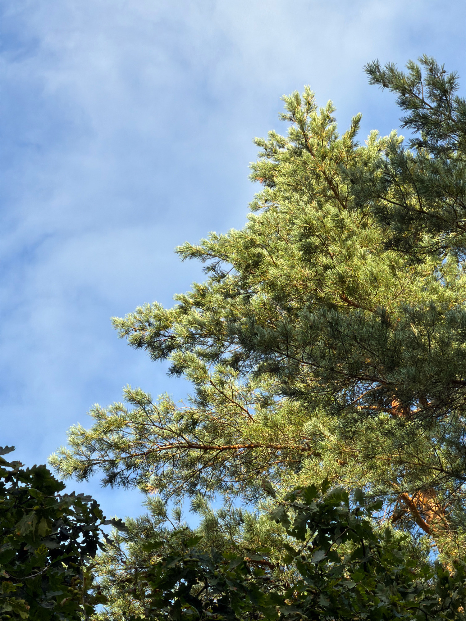 The image is a low-angle view looking up at the canopy of trees against a bright blue sky with scattered clouds. The foreground features dark green foliage, likely oak leaves with acorns visible, on the left side. To the right and dominating the upper portion of the frame is the lighter green, feathery foliage of a pine tree, with visible pine needles and branches. The pine tree's trunk, a reddish-brown, is partially visible through the needles. The lighting suggests a sunny day. There are no people or man-made structures clearly visible. The scene is consistent with a forest or park environment. Without further information or visual cues, it is not possible to determine if this image was taken in Riga, Latvia.