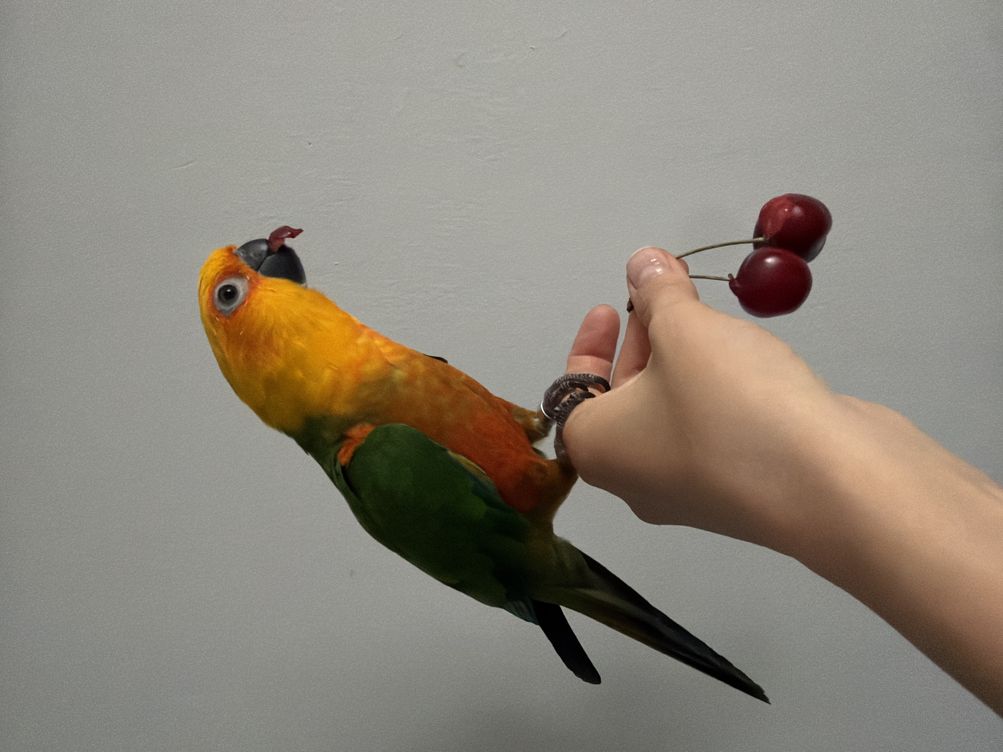 A person holds a branch of two cherries out to a yellow, orange, and green parrot perched on their index finger. The person has a ring on their finger. The background is a plain grey wall. There is no information to determine that the image was taken in Khimki, Russia.