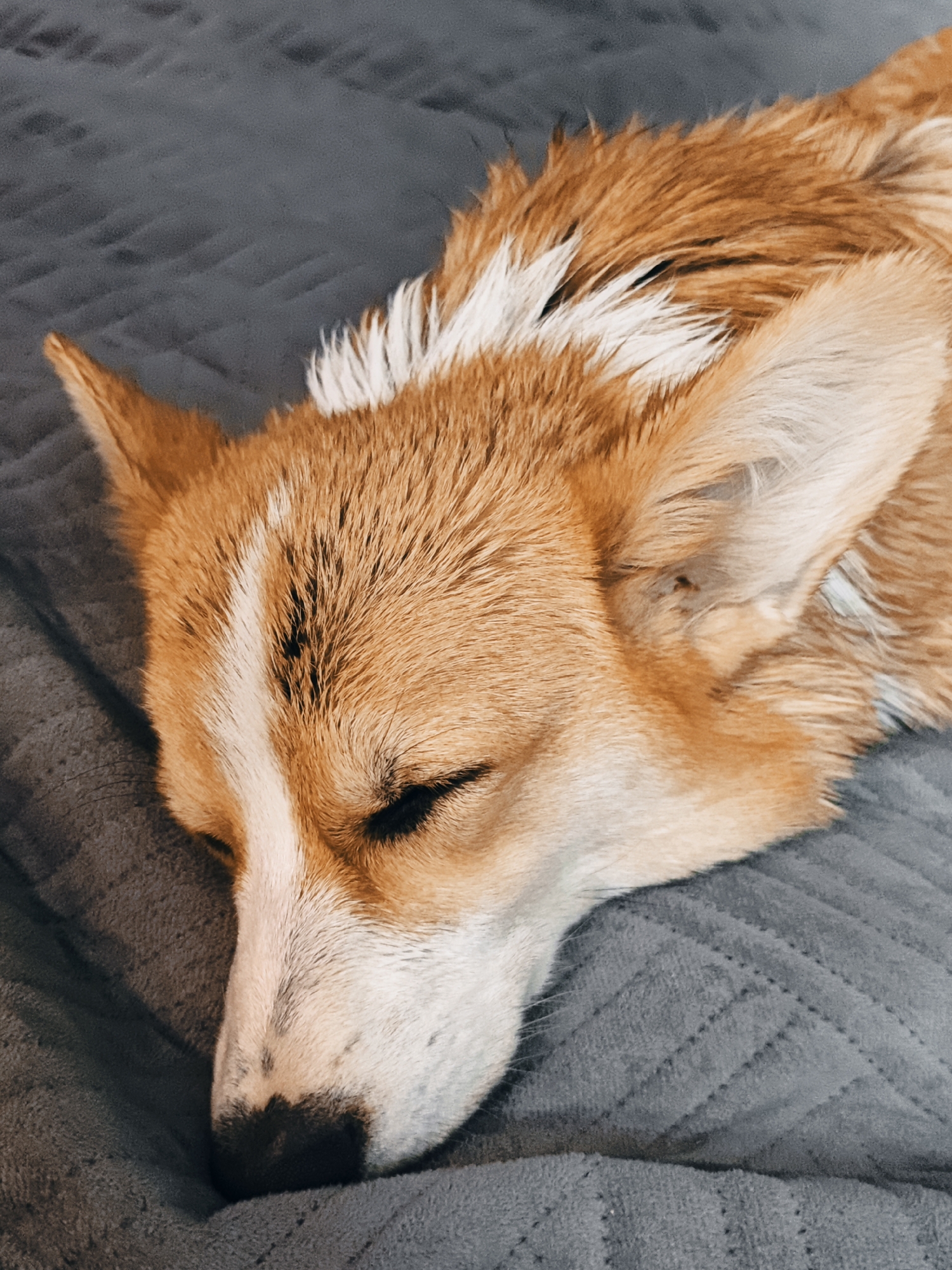 A close-up, slightly angled shot shows a corgi dog sleeping on a textured gray blanket. The dog's head is facing towards the left side of the frame, with its eyes closed. Its fur is a mix of reddish-brown and white. The background is the blanket, which has a subtle diamond-pattern quilting. The lighting is soft and diffused.