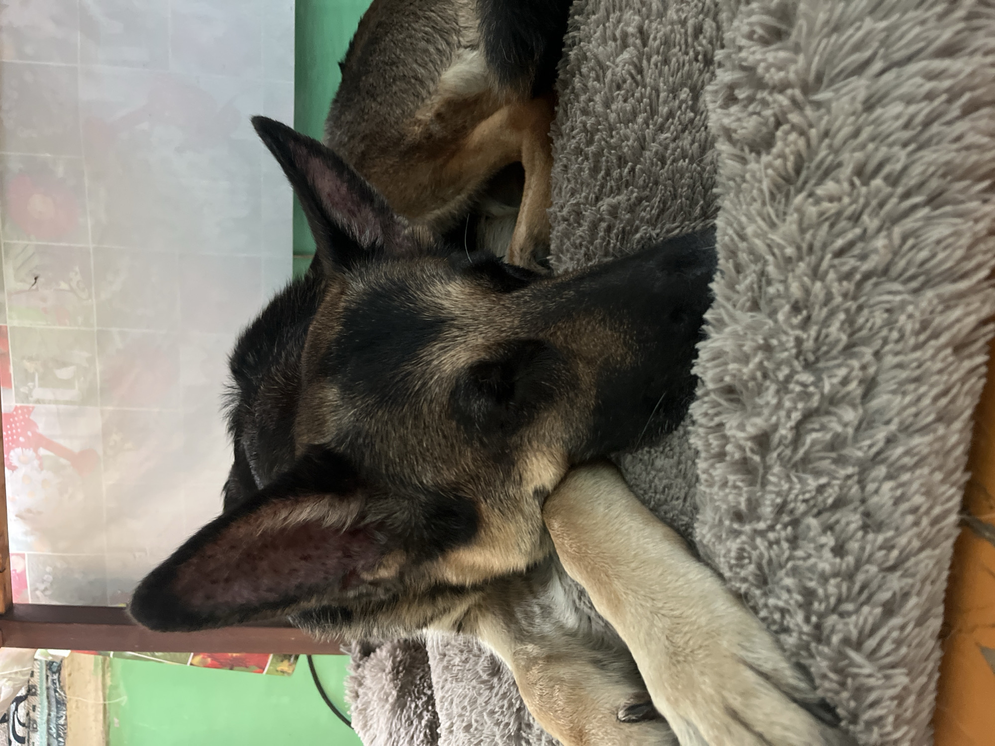 A close-up, eye-level shot shows a German Shepherd dog sleeping on a plush gray dog bed. The dog is positioned on its side with its head resting on its paw. Its fur is a mix of tan and black. The background is out of focus but appears to be a room with a green wall and a tiled surface behind the dog bed. No specific landmarks of Nizhny Tagil, Russia, are visible.