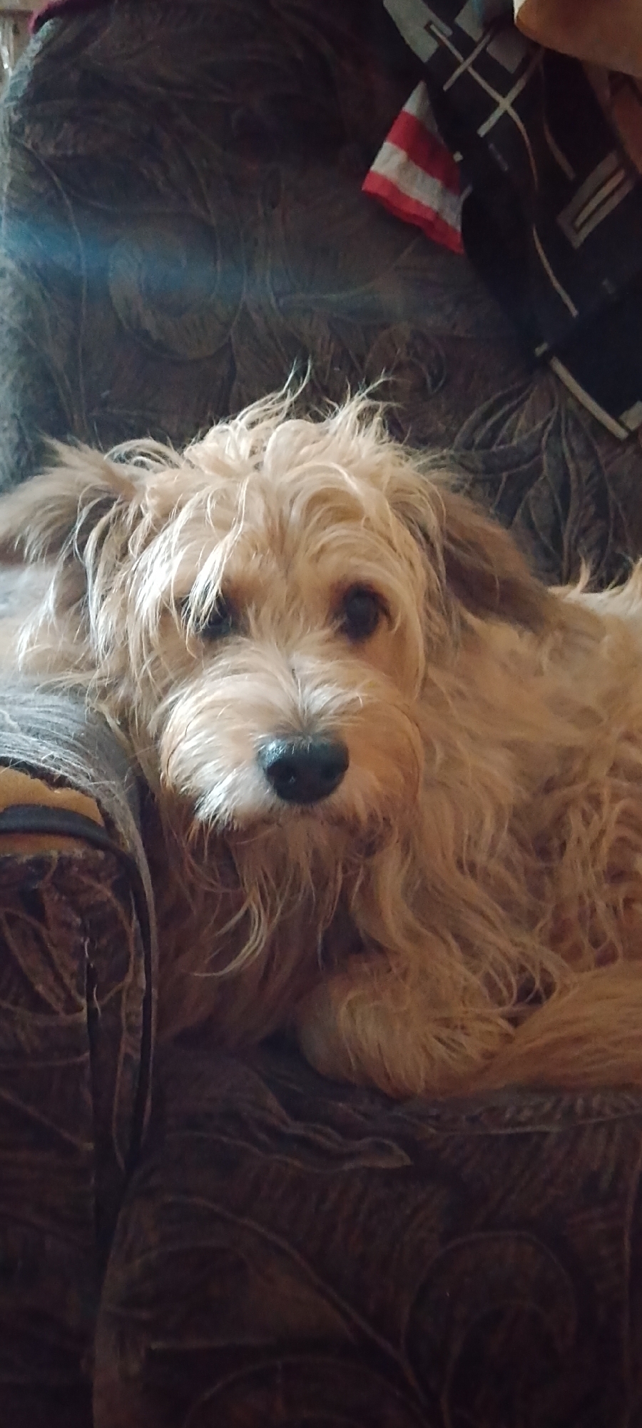A tan-colored dog with shaggy fur and dark eyes is lying on a dark brown patterned couch. The dog's head is resting on its paws, and its gaze is directed forward. A partially visible black and white patterned fabric with red and white stripes is draped on the upper right side of the couch, behind the dog. The background consists of the textured fabric of the couch. The image's setting is indoors.