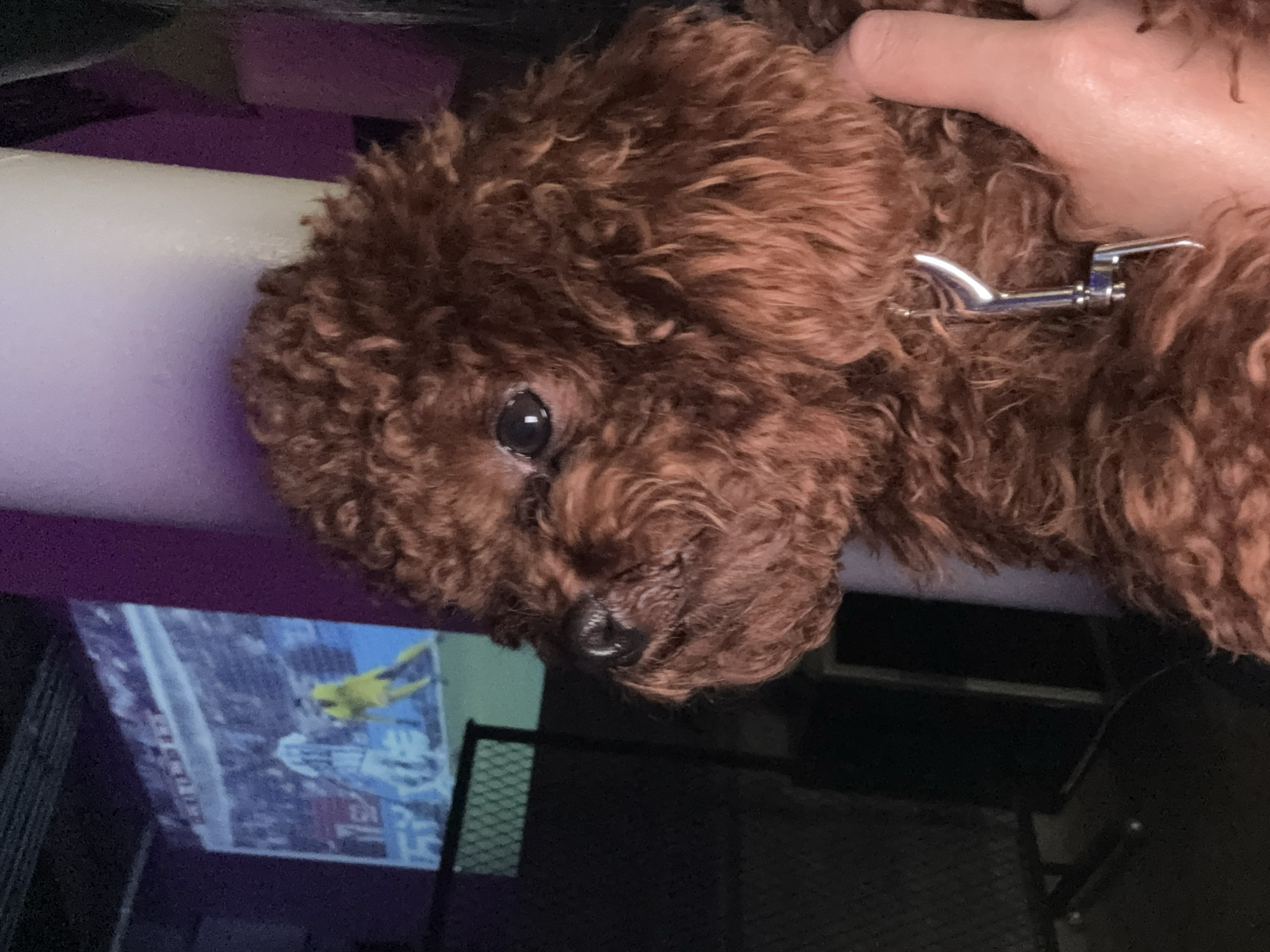 A brown poodle with a silver collar rests its head on a white cylindrical object. A human hand is visible holding the dog. A television in the background displays an image of a person in a yellow outfit, possibly engaged in sports. A black metal grid-like structure is partially visible behind the dog. The scene appears to be indoors. There is no information to indicate this photo was taken in Los Angeles.