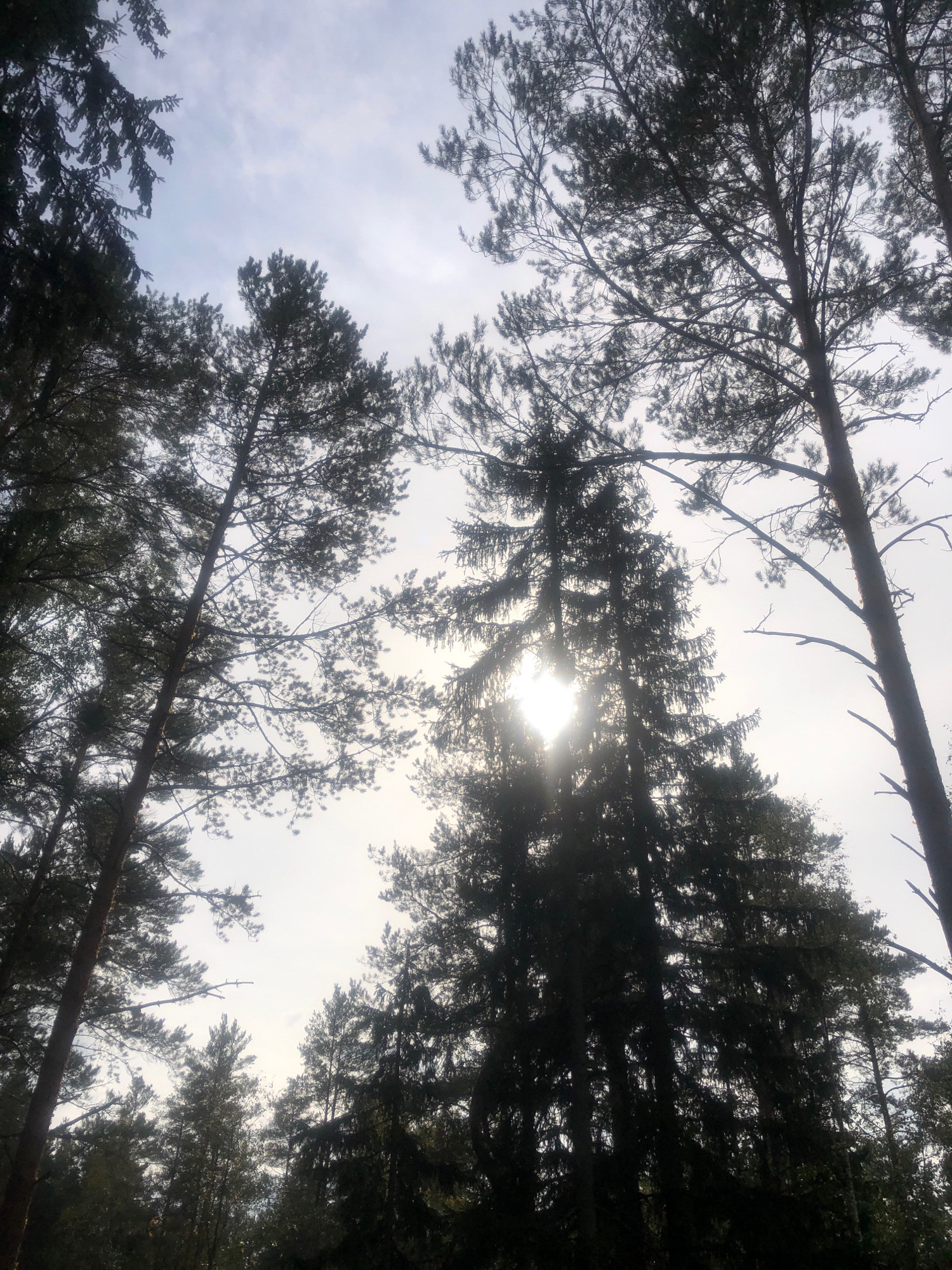 The image shows a low-angle view looking up through a dense coniferous forest. Tall, dark green pine trees dominate the frame, their branches reaching towards a pale, overcast sky. Sunlight filters through the canopy in some areas, creating a hazy glow. The forest floor is not visible. The scene is consistent with a forest environment in Arfa, Russia, characterized by its coniferous vegetation. There are no people or animals visible in the image. The overall atmosphere is one of natural tranquility and muted light.