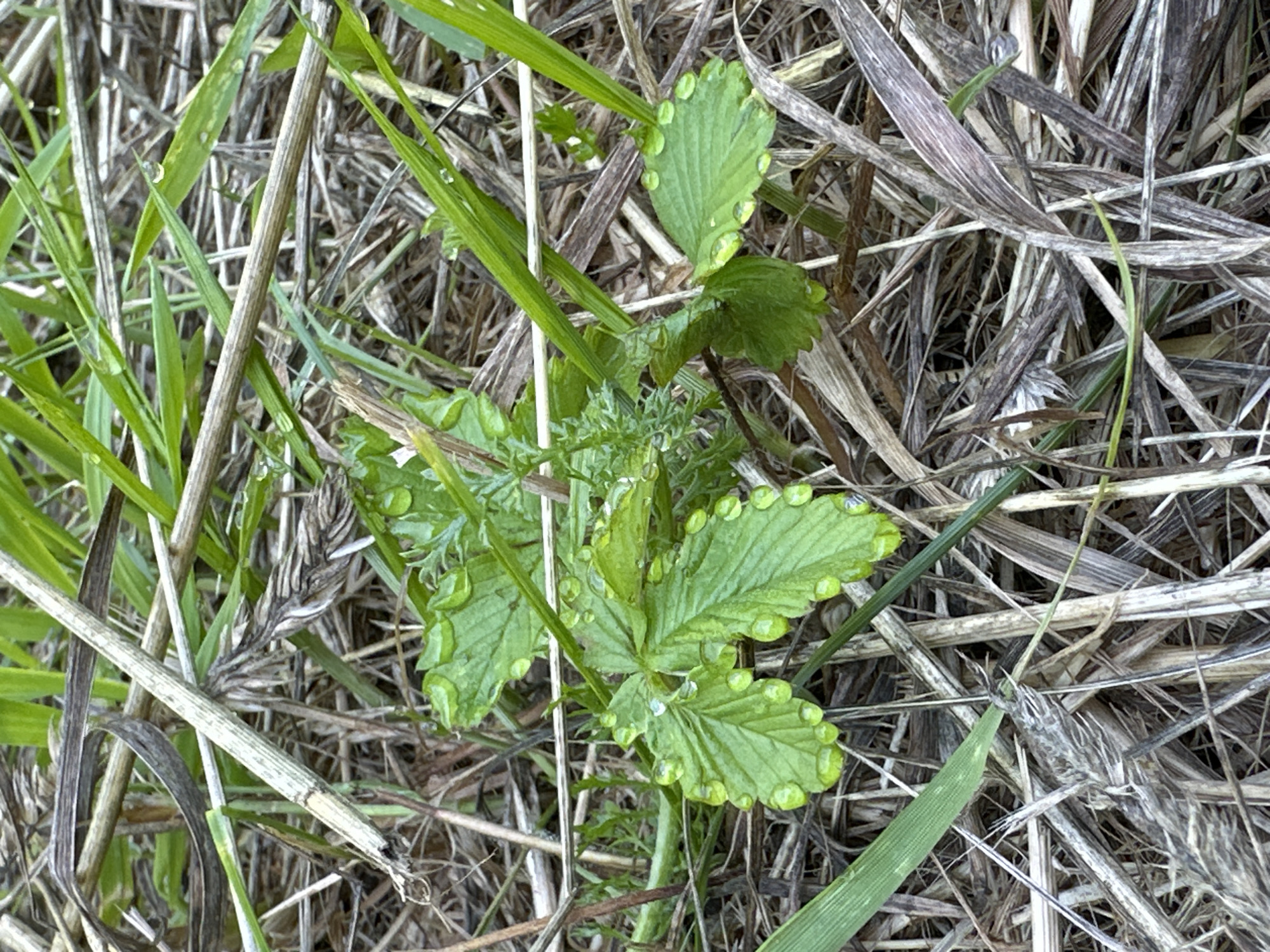 The image depicts a close-up, ground-level view of a small green plant with serrated leaves, likely a wild strawberry plant, covered in numerous dew drops. The plant is situated amidst dry, brown grass and straw, with some fresh green grass blades interspersed. The lighting suggests an outdoor setting, possibly in the morning or after rain, with soft, diffused light. The image does not contain any people, buildings, or any recognizable urban features that would indicate a specific location within the city of Gory, Russia. The focus is entirely on the natural details of the plant and its immediate surroundings.