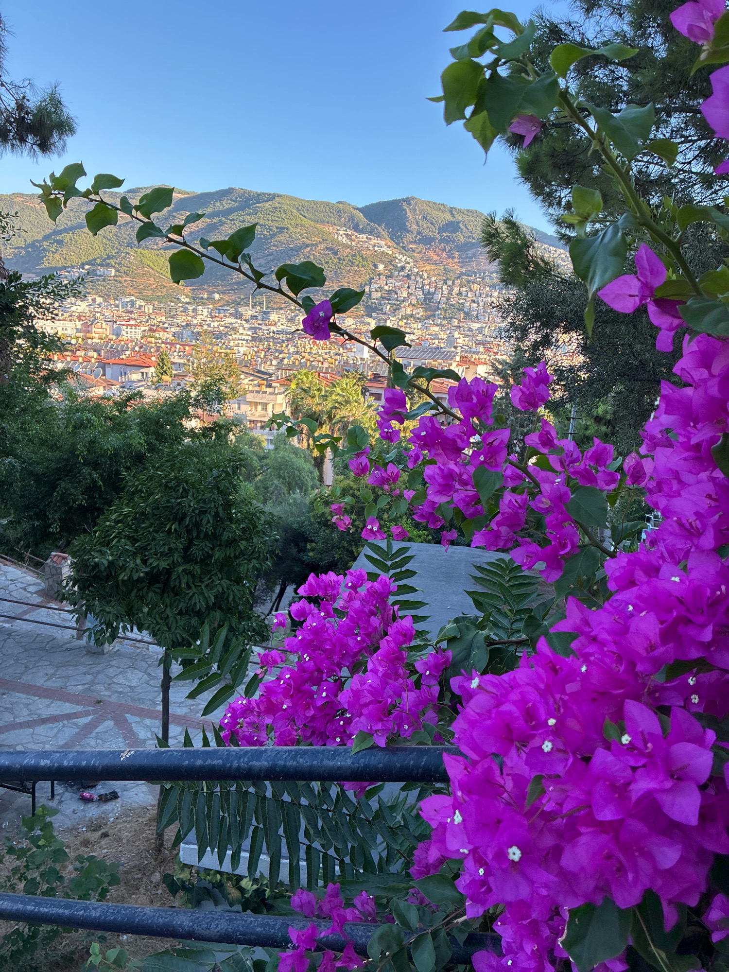 The image captures a vibrant view of Alanya, Turkey, framed by lush greenery and bright purple bougainvillea flowers in the foreground. In the middle ground, a densely built city sprawls across a hillside, characterized by numerous buildings with terracotta rooftops, interspersed with palm trees and other vegetation. Beyond the city, rolling hills covered in greenery rise up against a clear blue sky, suggesting a warm, sunny day. The perspective indicates the photo was taken from an elevated position, possibly a balcony or terrace overlooking the city and the natural landscape. The composition highlights the contrast between the vibrant natural elements in the foreground and the urban landscape extending into the distance.