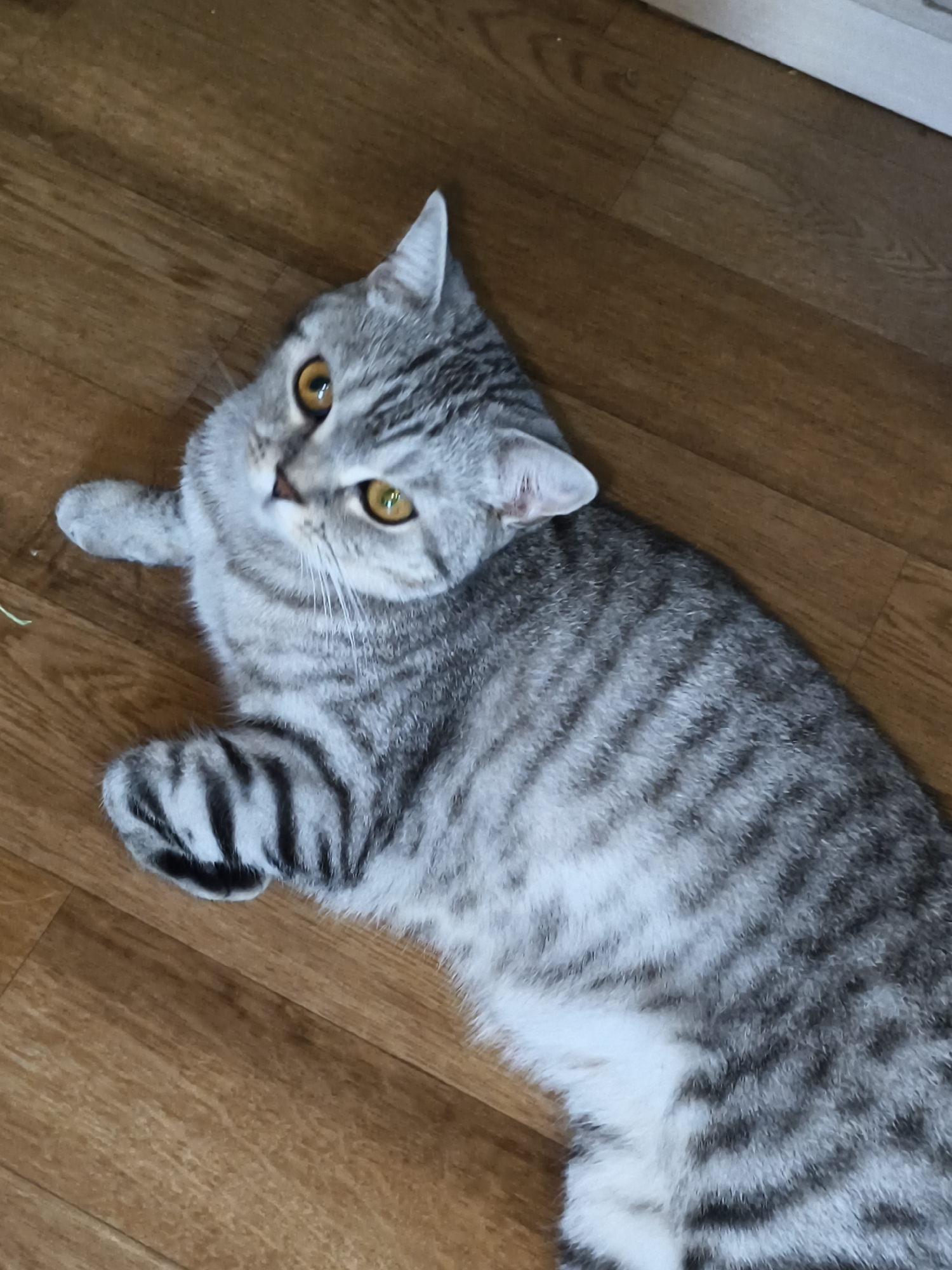 A gray tabby cat is lying on a wooden floor, looking up at the camera. The cat has yellow eyes and distinctive dark tabby stripes. Its front paws are visible, with one resting near its head and the other extended out. The floor appears to be made of laminate or hardwood planks. The lighting is natural and comes from above, casting soft shadows. The background is simple, with a hint of a white baseboard visible at the top right. The image is taken from a high angle, looking down at the cat.
