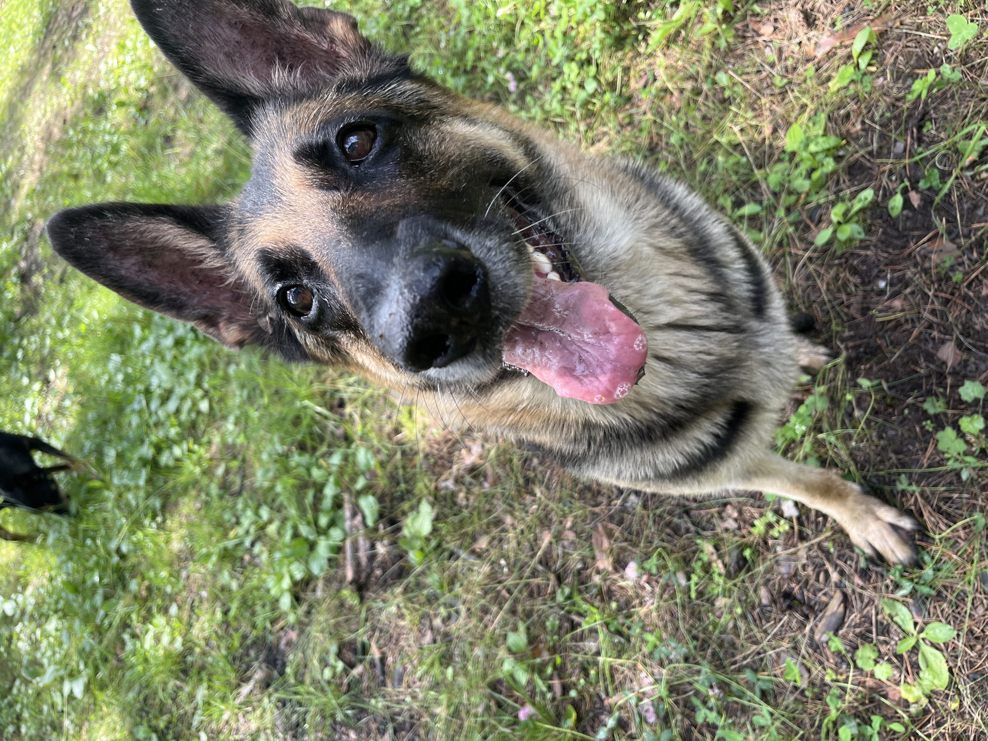 A German Shepherd dog, with its tongue hanging out, looks up at the camera. The dog has black and brown fur and is standing on grass in a wooded area. There is another black dog in the background, partially out of focus, sniffing the ground. The ground is covered with grass, leaves, and dirt. There are no visible buildings or infrastructure. The location is not specified beyond being a natural outdoor environment.