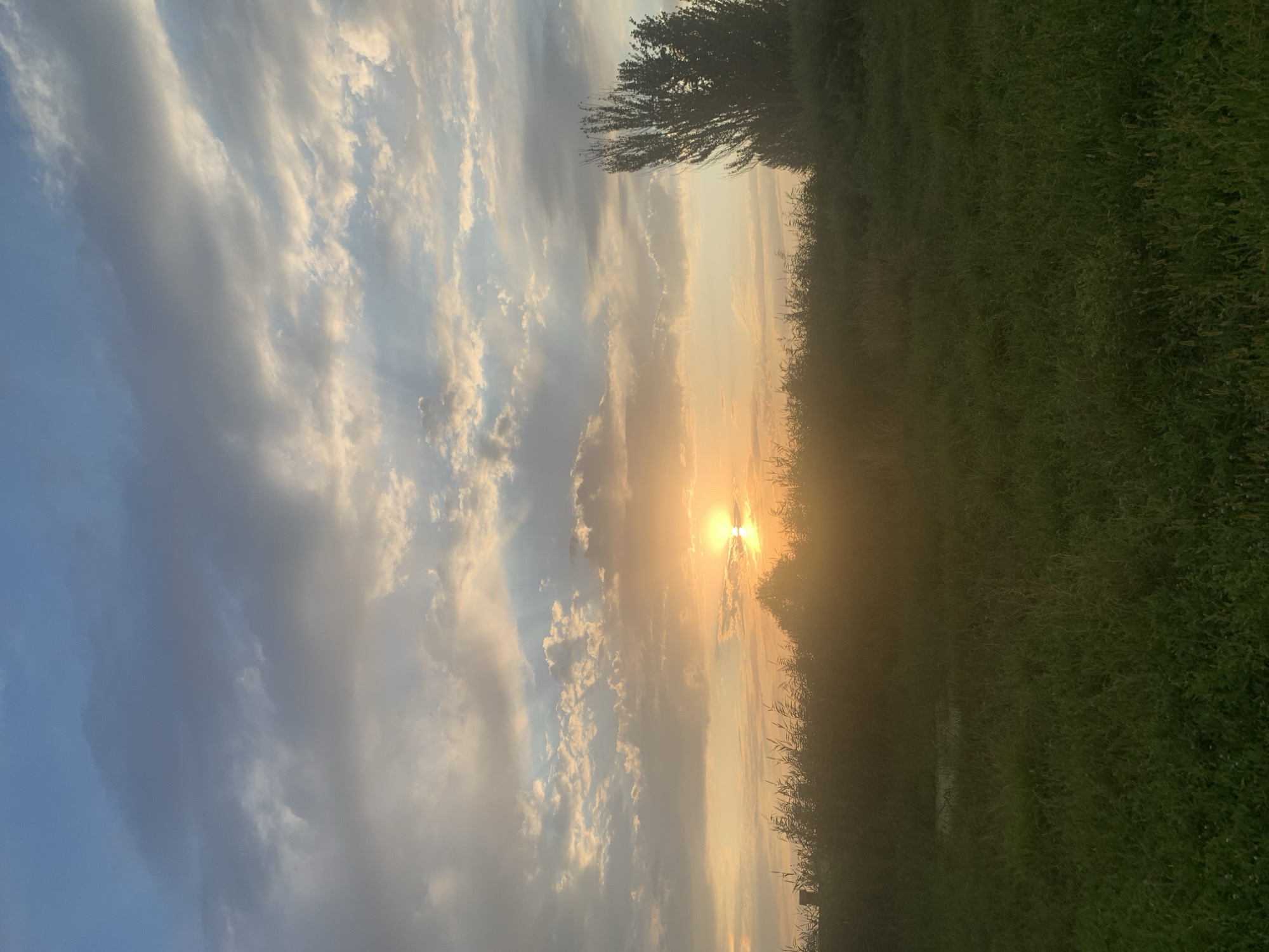 A serene sunset paints the sky over a grassy field in Komsomolskoe, Kyrgyzstan. The sun, a bright orb partially obscured by clouds, casts a warm, golden glow across the landscape. Wispy clouds drift across the sky, their edges illuminated by the setting sun, creating a dynamic and ethereal atmosphere. A line of tall, dark trees stands silhouetted against the horizon on the right side of the image, their branches reaching towards the sky. In the foreground, a lush green field stretches out, its tall grass swaying gently in the breeze. The overall scene evokes a sense of peace and tranquility, a perfect moment captured at dusk.