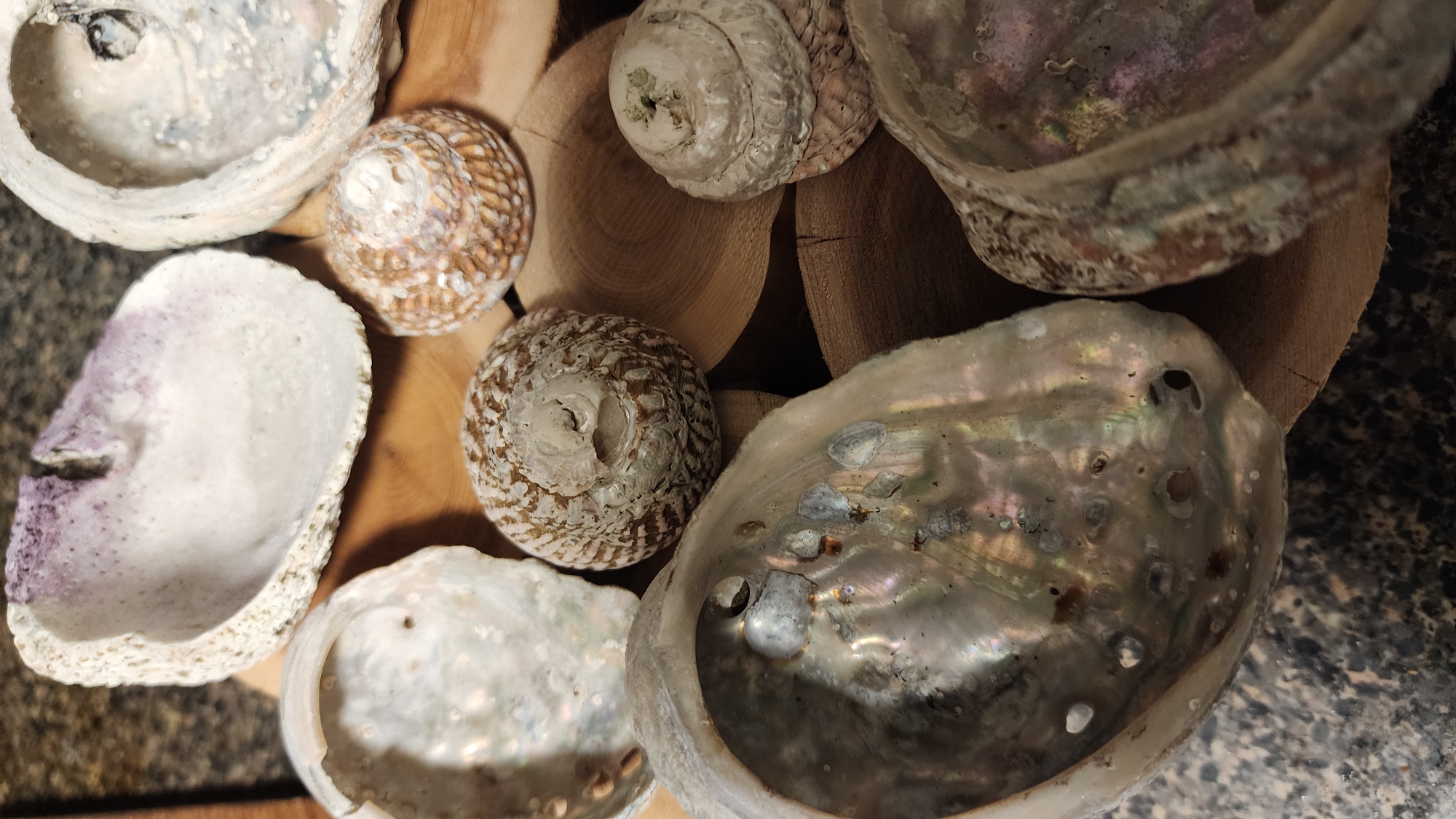 This is a close-up, overhead shot of several seashells and pieces of wood. The shells are varied in size and shape, with some appearing to be abalone shells due to their iridescent interior. One shell has a purple tint and a rough, textured exterior. Another shell is a spiral shape with intricate brown and white patterns. The wood pieces are cut in cross-section, revealing their grain and rings. The lighting is bright, casting some shadows, but there are no clear indications of the time of day or weather. The scene appears to be a still life arrangement, possibly for decorative purposes or as a collection. There is no visible text in the image.