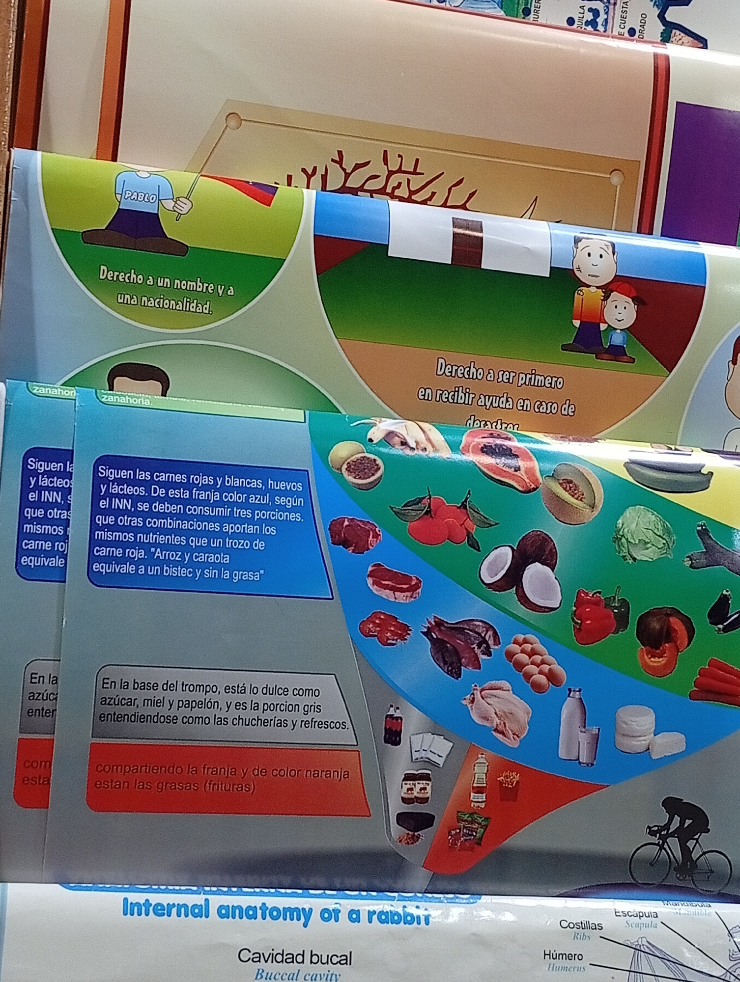 The image shows a colorful poster with illustrations and text. In the top left, a cartoon character labeled "PABLO" holds a flag. Below this, text reads "Derecho a un nombre y a una nacionalidad" (Right to a name and nationality). To the right, two cartoon figures are depicted, with text reading "Derecho a ser primero en recibir ayuda en caso de desastres" (Right to be first to receive help in case of disasters). Below this, there is a section with illustrations of various fruits, vegetables, meats, eggs, and dairy products, arranged in colorful sections. There is text on the poster in Spanish, discussing food groups and their recommended consumption. Further down, a section with text begins "En la base del trompo, está lo dulce como azúcar, miel y papelón..." (At the base of the top, there is sweetness like sugar, honey and brown sugar...). At the bottom of the poster, the words "Internal anatomy of a rabbit" are visible, along with anatomical labels in English and Spanish. The overall impression is an educational poster related to children's rights and nutrition. The image does not contain any specific geographic markers that would indicate a location in Juan Griego, Venezuela.