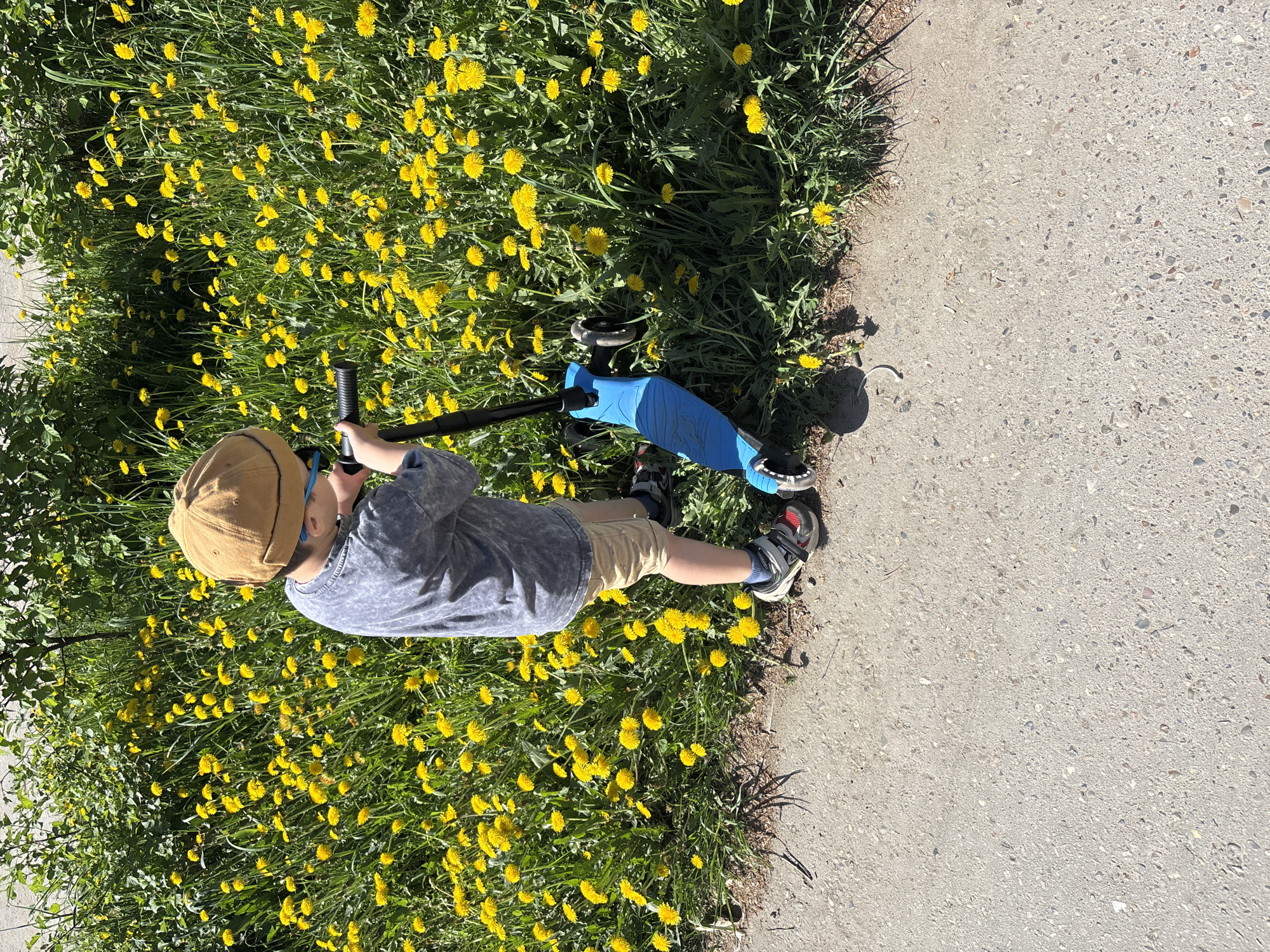A high-angle, outdoor shot depicts a young child standing on a blue scooter in a field of dandelions. The child is wearing a tan hat, sunglasses, a gray shirt, and khaki shorts. The scooter is positioned on the edge of a concrete sidewalk. The location appears to be an urban area in Chaikovsky, Russia, adjacent to a grassy area densely populated with yellow dandelion flowers. The weather is sunny.