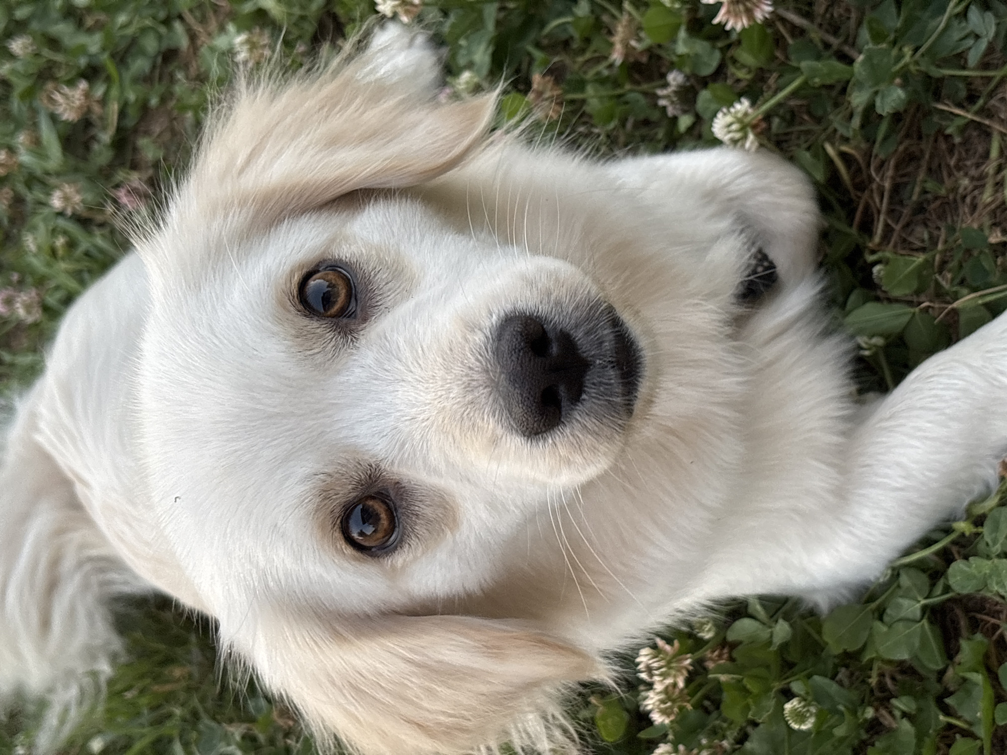 This is a close-up, high-angle, eye-level shot of a white puppy lying on the ground among green clover and some white clover flowers. The puppy's head is tilted upwards, and it is looking directly at the camera. Its eyes are a warm brown color, and its nose is black and wet. The puppy's fur is soft and fluffy, with some lighter cream-colored accents around its ears. The background is blurred, but it appears to be a natural outdoor setting, possibly a park or backyard in Alexandrovka, Russia. The lighting suggests it is daytime, likely a sunny or overcast day given the soft light and lack of harsh shadows. The puppy appears to be relaxed and curious, with a gentle and innocent expression. There is no visible text in the image.