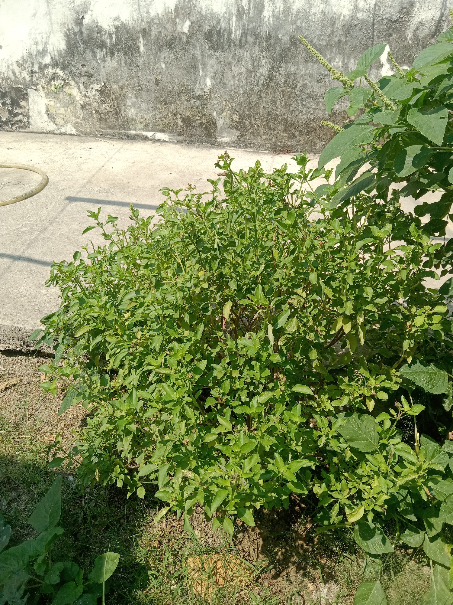 A close-up, eye-level outdoor shot shows a lush green bush with small leaves and some developing flower spikes, possibly basil. The bush is situated in the foreground, partially obscuring a light-colored, concrete-like surface. To the left of the bush, a yellow garden hose is coiled on the ground. Behind the bush and concrete surface, a textured, weathered wall with a white, grey, and black patina dominates the background. The scene appears to be in a backyard or garden area, possibly in Stiaji, Indonesia, given the vegetation and wall style. The lighting suggests it is daytime, with shadows cast on the concrete.