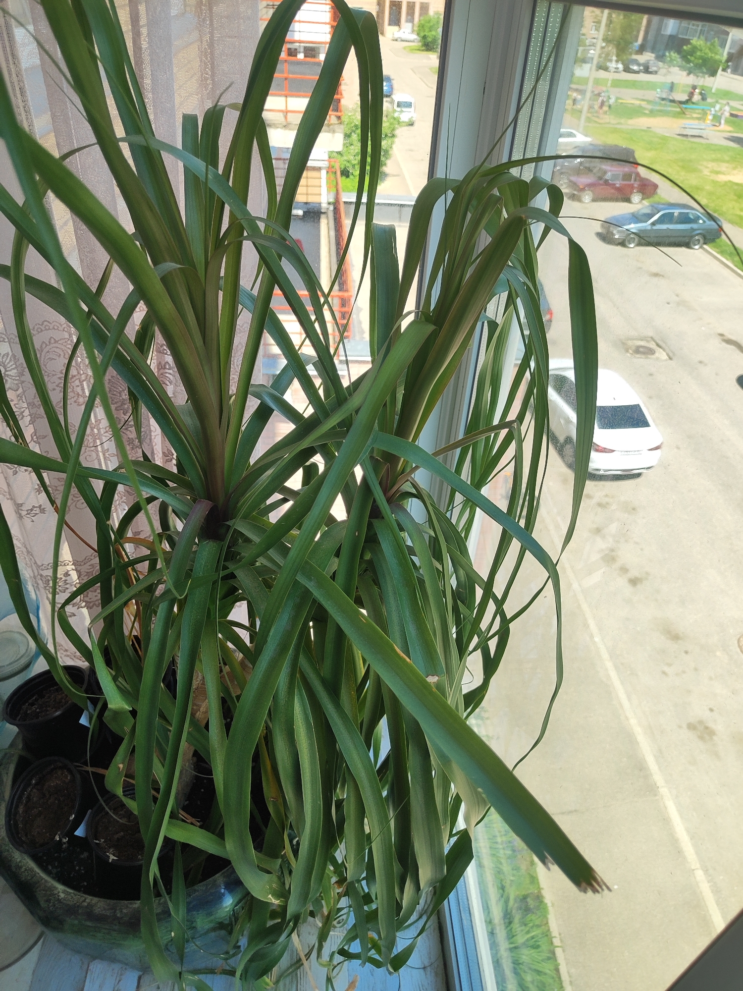 A medium shot captures a plant with long, green leaves in the foreground, positioned in front of a window. The plant is in a large, dark-colored planter, with several smaller black pots visible inside. Through the window, a street scene unfolds. Several cars are parked and in motion on a paved road. Buildings and greenery are visible in the background. The lighting suggests it is daytime, with sunlight filtering through the window. The overall scene appears to be an urban environment, possibly a residential area given the presence of parked cars and a playground visible in the distance.
