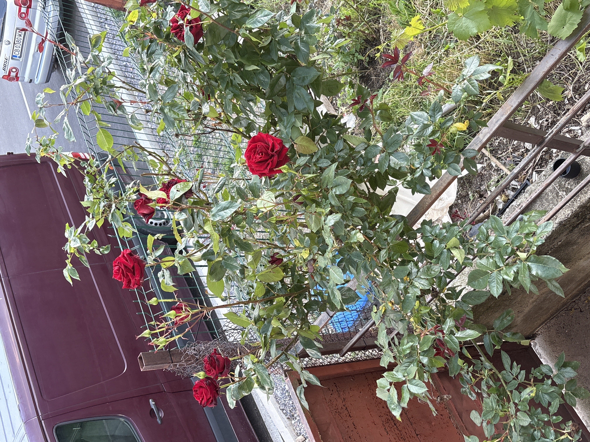 A high-angle medium shot captures a rose bush with vibrant red roses and green leaves, growing outdoors next to a maroon van and a light silver car with a license plate "CB 0380 MX". The scene appears to be in a residential or industrial area, potentially in the city of Anton, Bulgaria, given the context. A metal fence runs horizontally across the middle of the frame, separating the rose bush from a paved area and some grassy patches. The overall impression is one of natural beauty juxtaposed with urban elements.